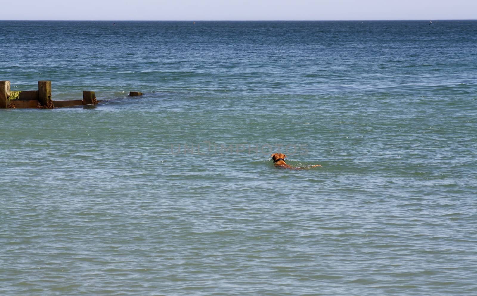 dog swimming in the sea