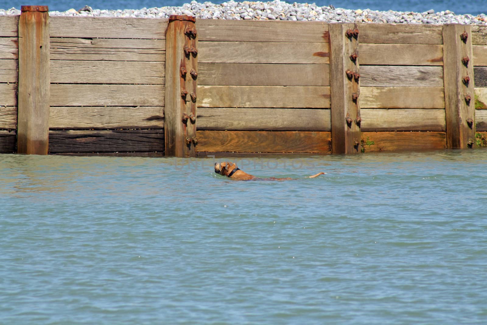 dog swimming in the sea