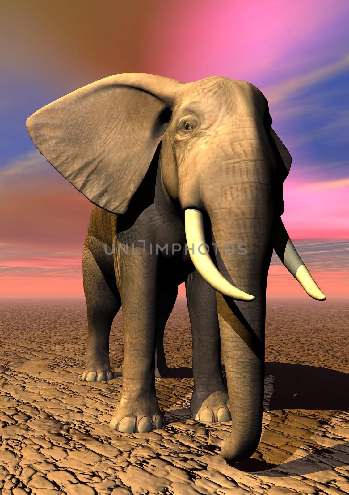 One elephant standing on the ground by sunrise