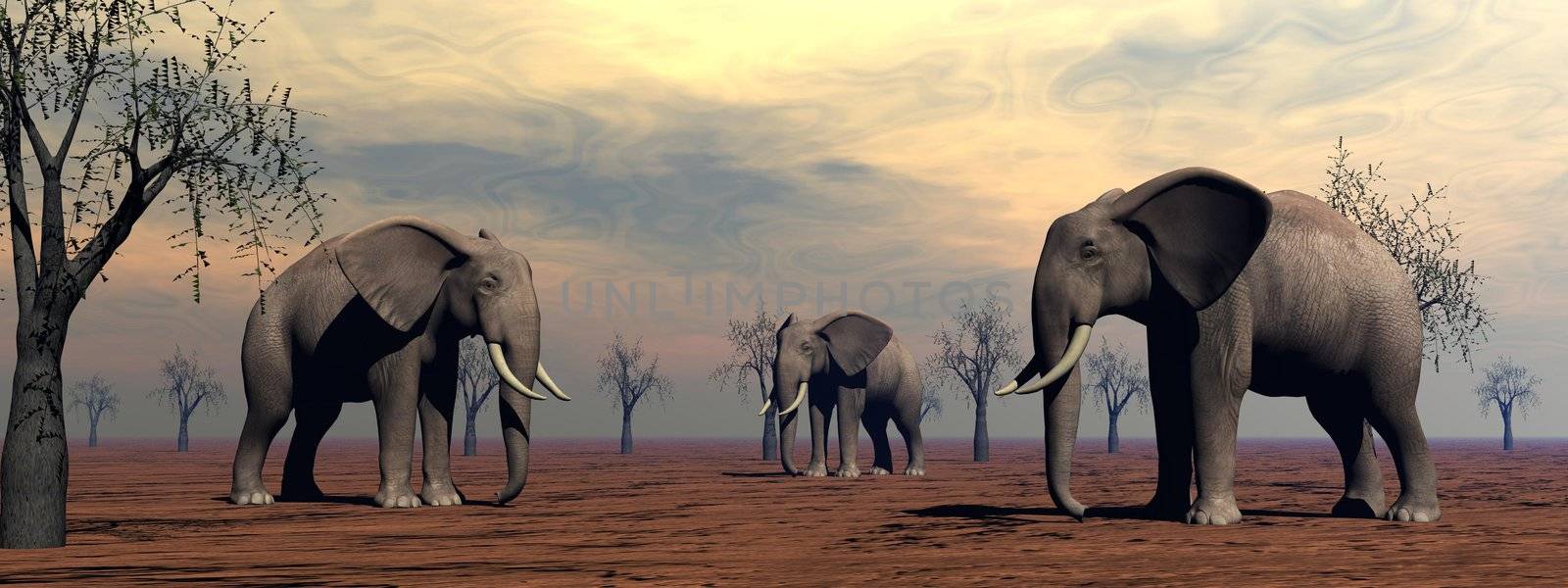 Three elephants standing between baobabs in the savannah by morning light