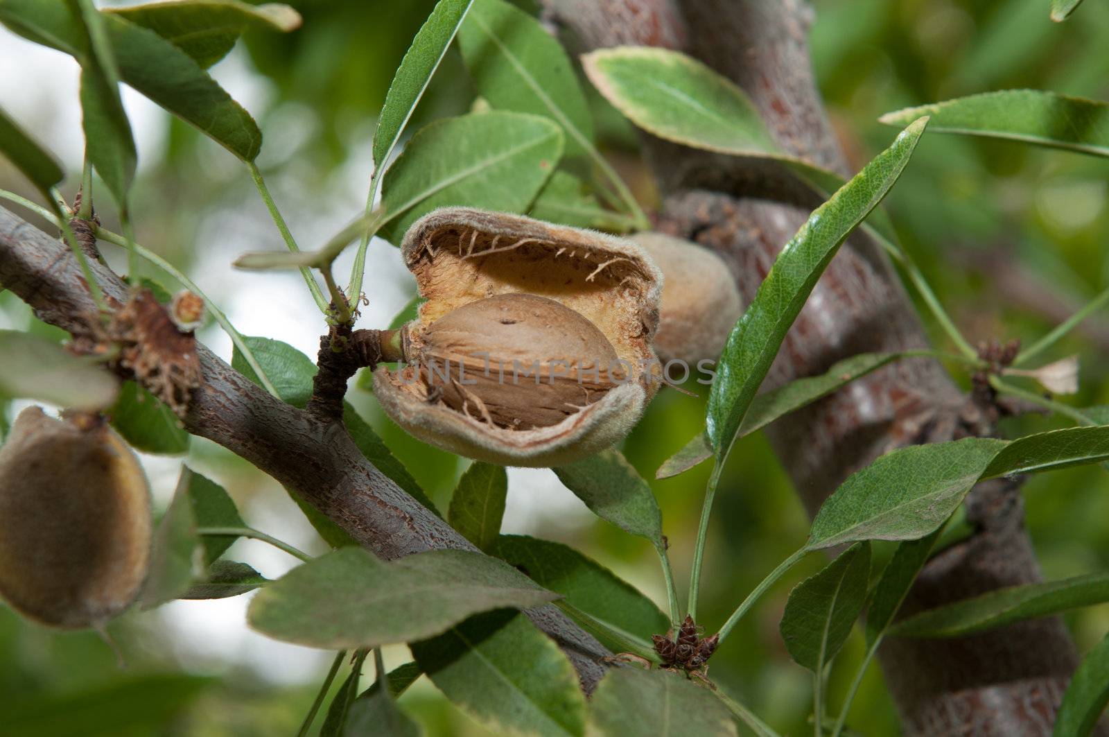 Almond in its tree