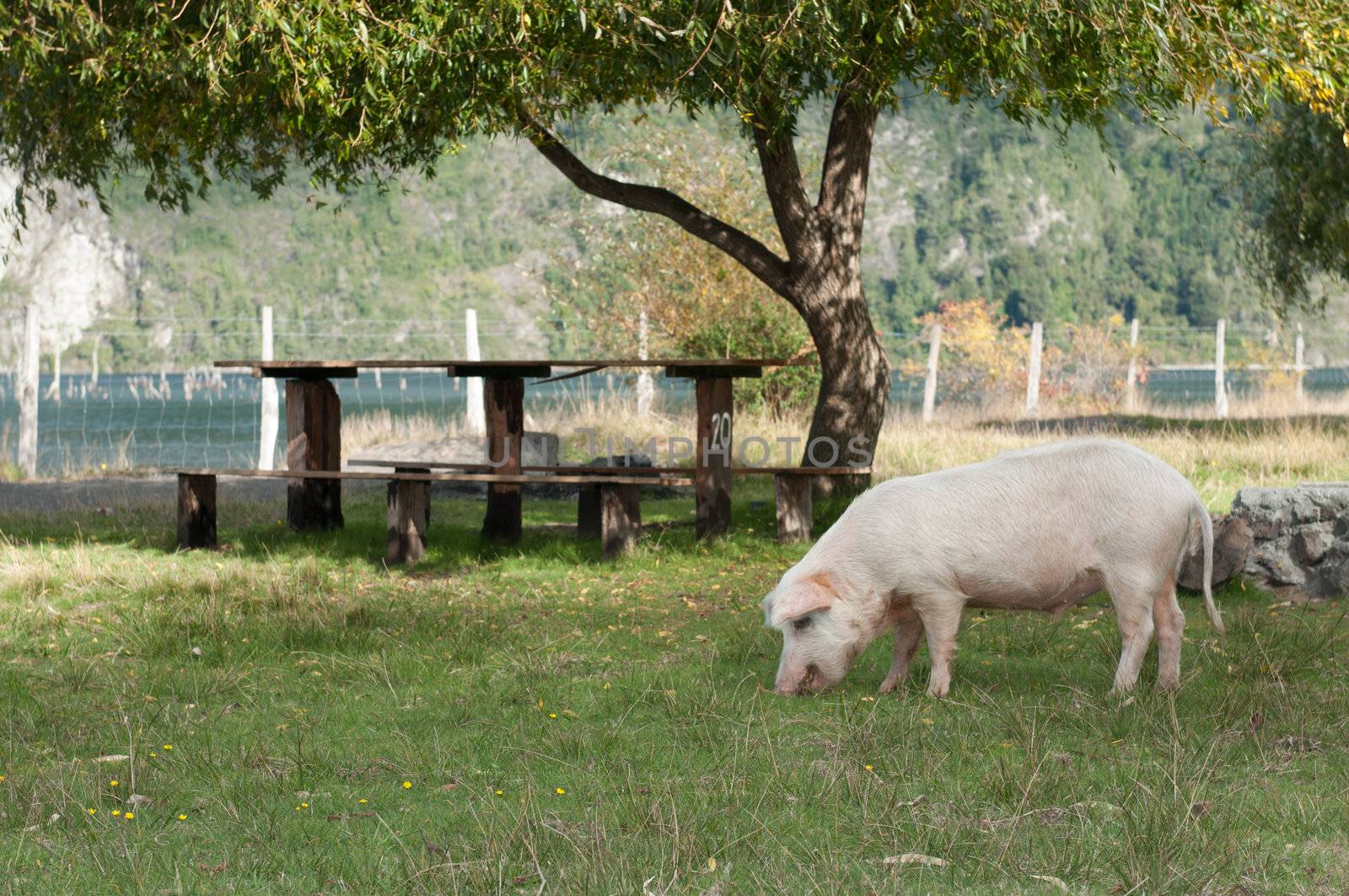 Picnic table and Pig by bigmagic