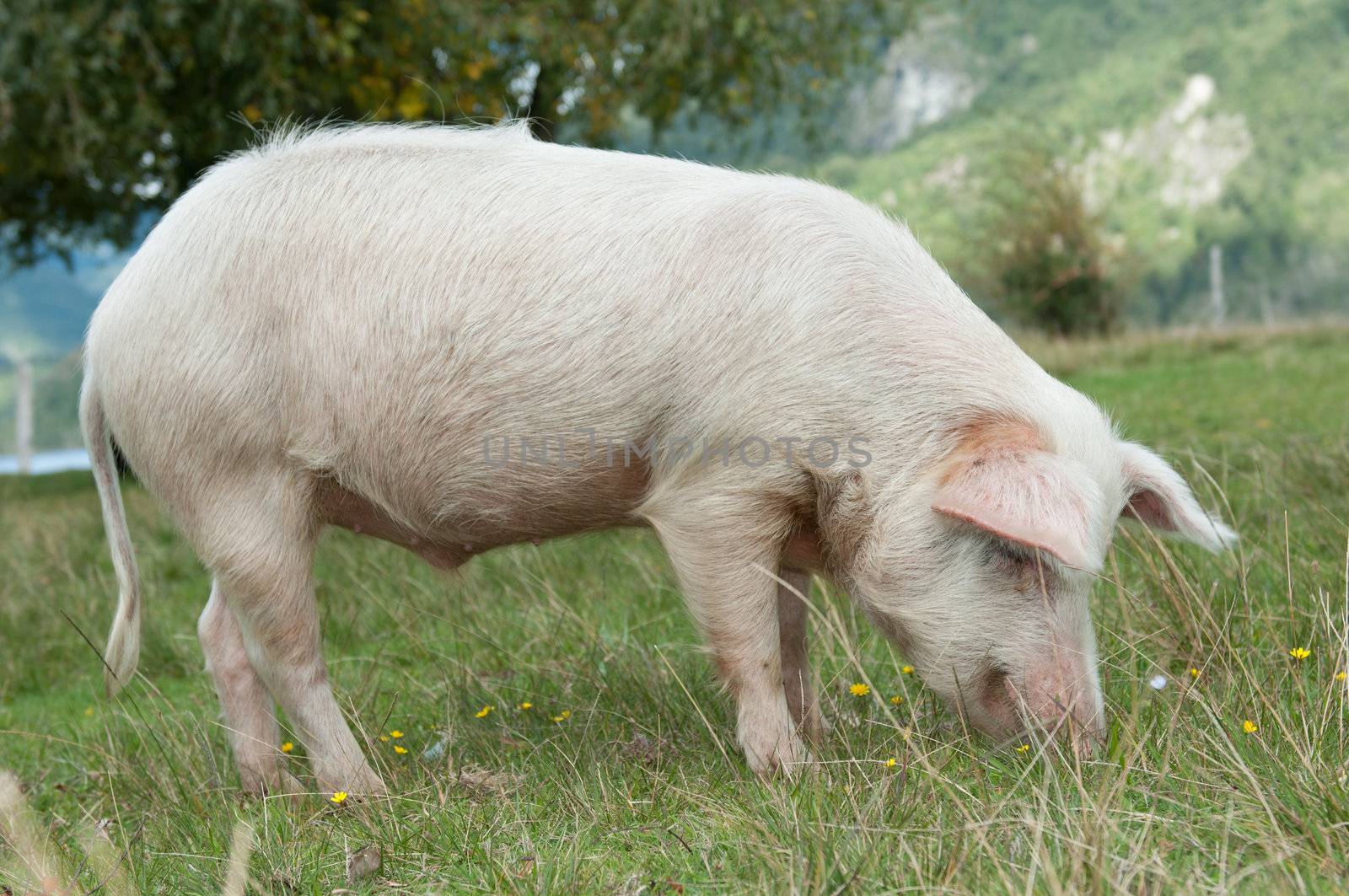 Closeup on pig eating by bigmagic