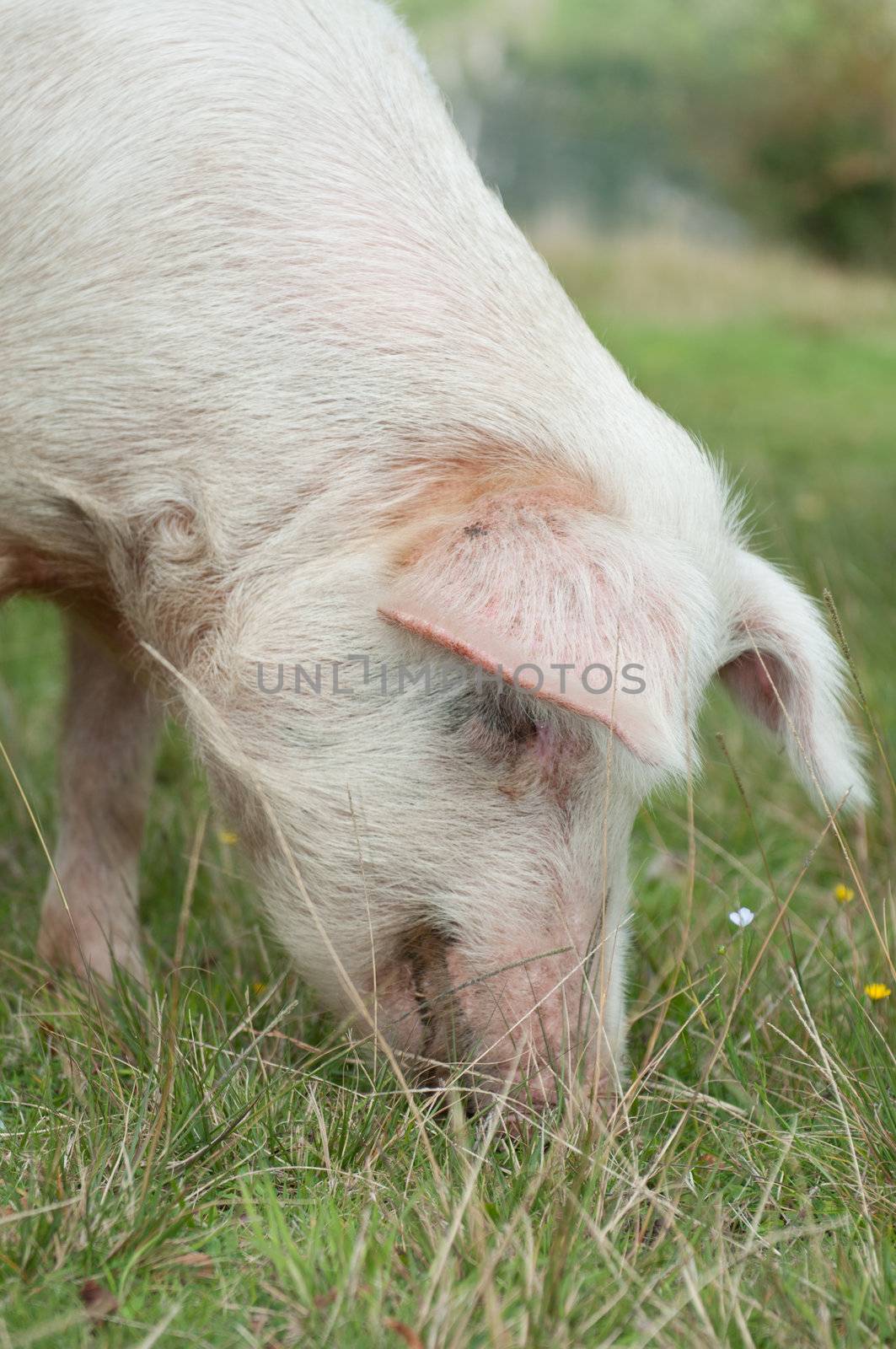 Head closeup on pig eating