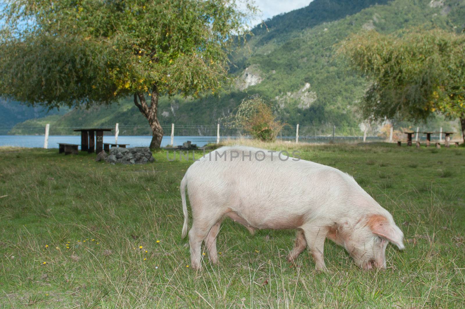 Fatten the pig for the picnic