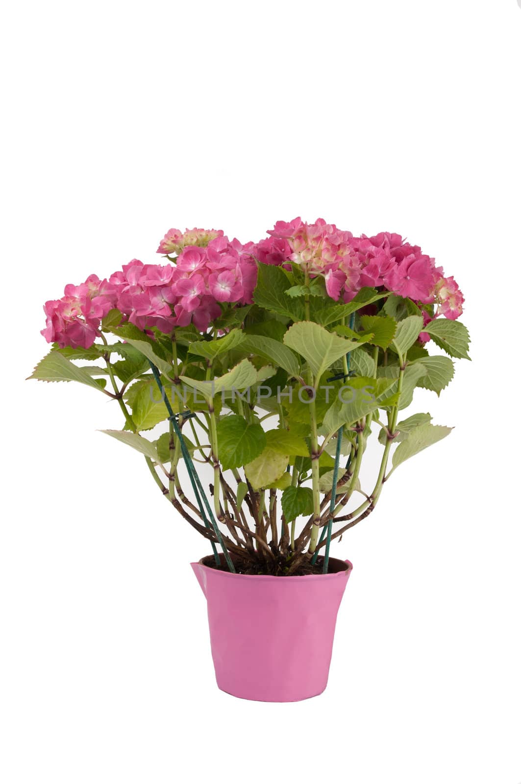 hydrangea flowers with a pink pot by bigmagic