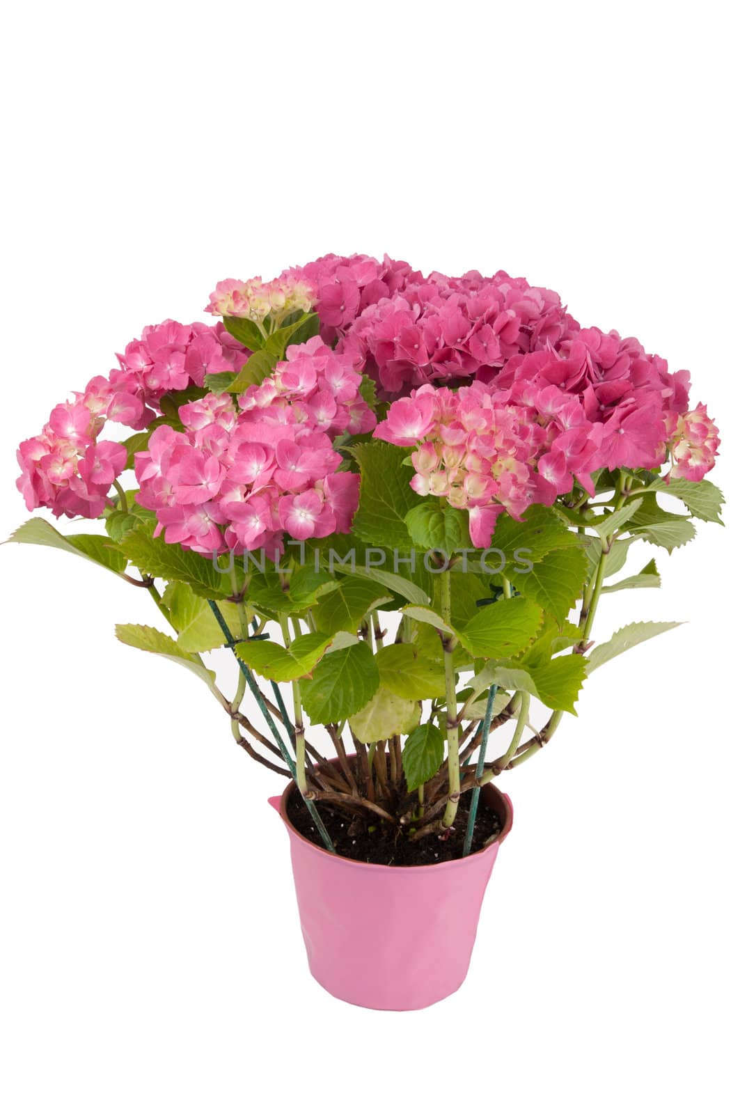hydrangea flowers with a pink pot (top view)