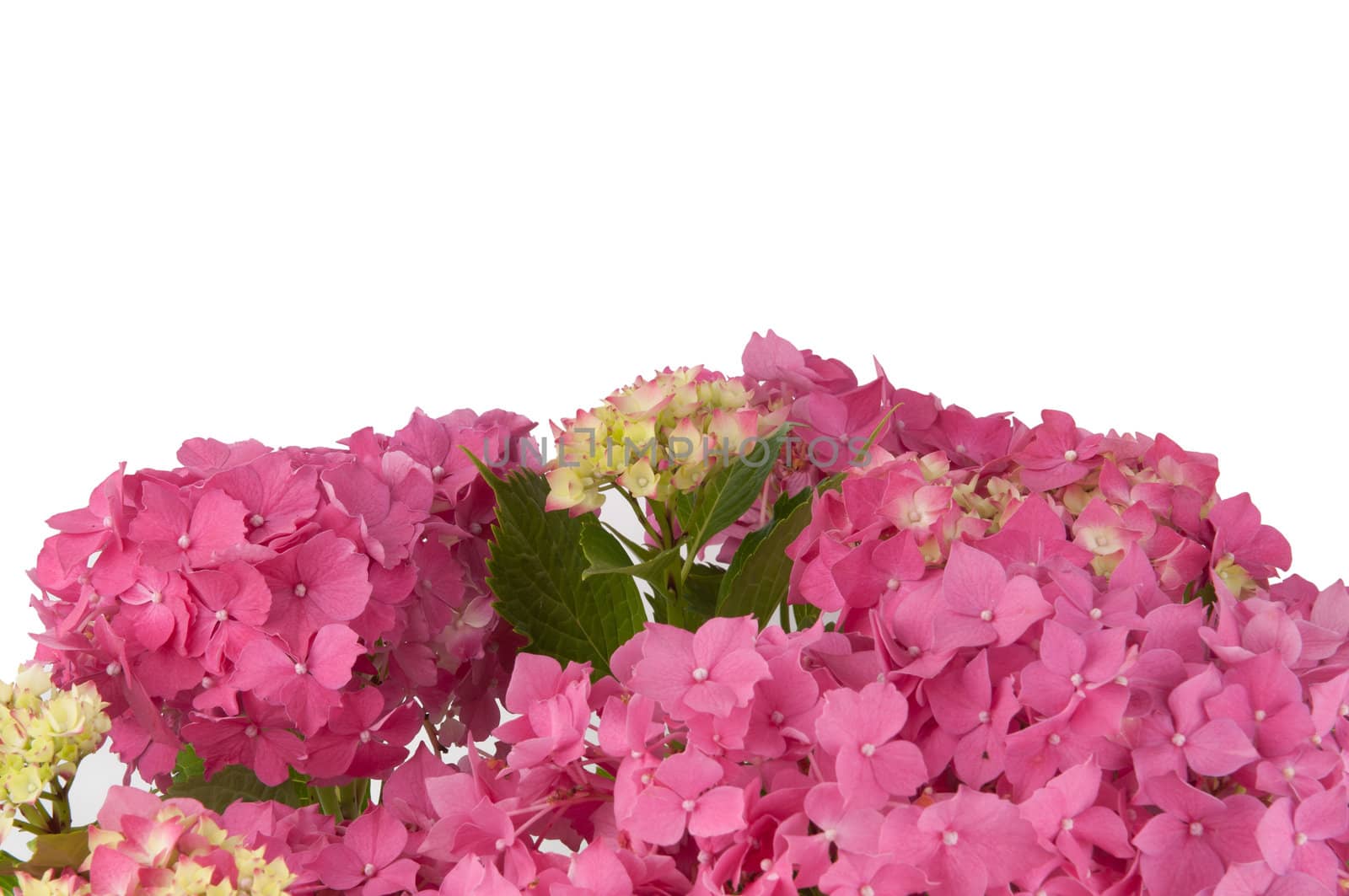 hydrangea flowers (zoom)