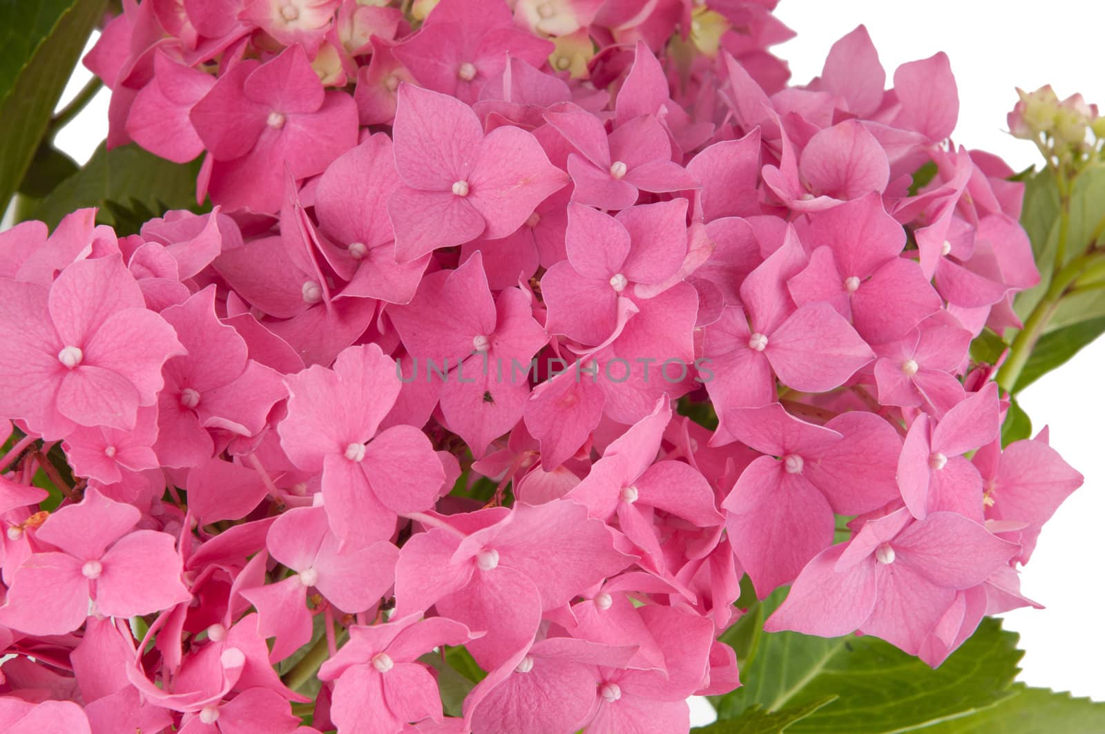 hydrangea flowers (close-up view) by bigmagic