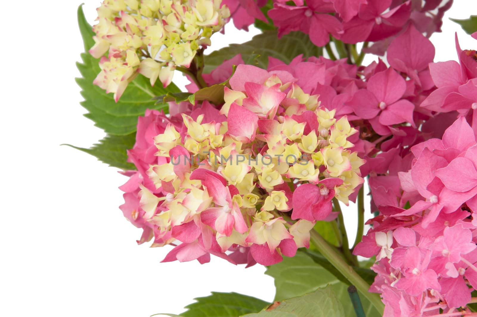 hydrangea flowers