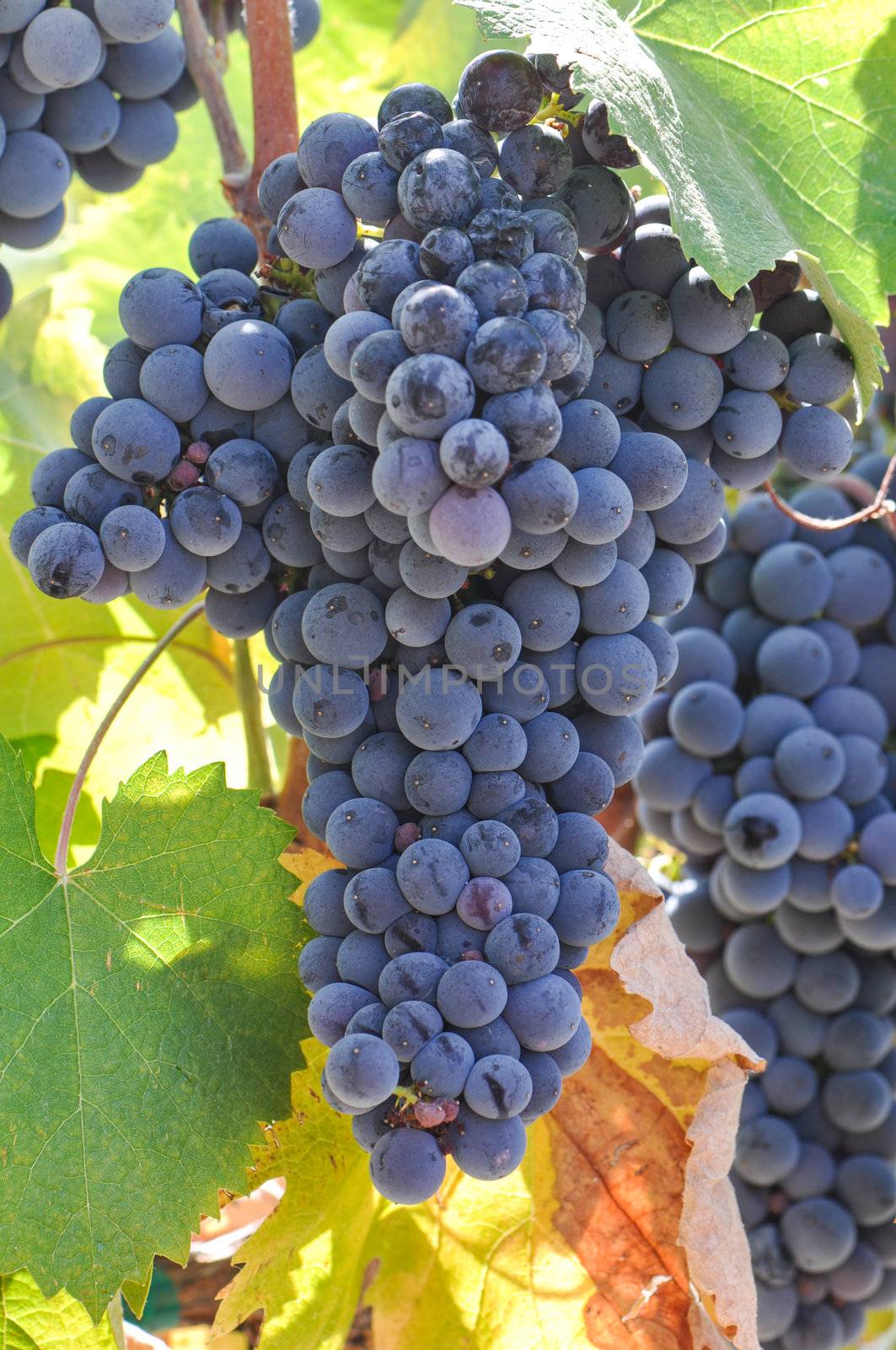 Red Grapes on the Vine