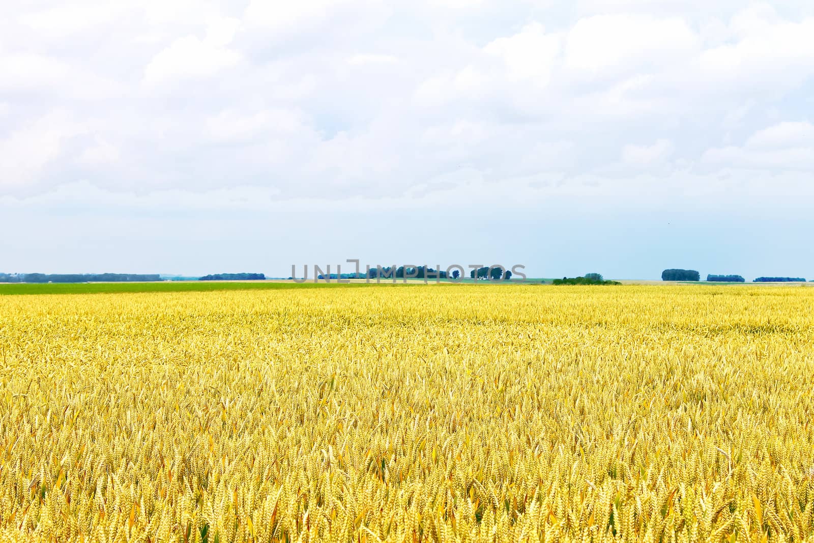 Field of ripe wheat against the cloudy sky. by NickNick