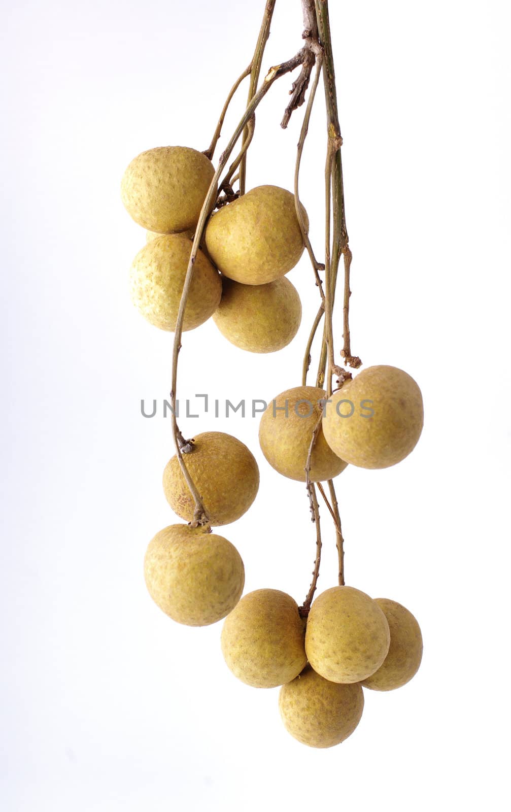 Longan fruit on white background by pixbox77