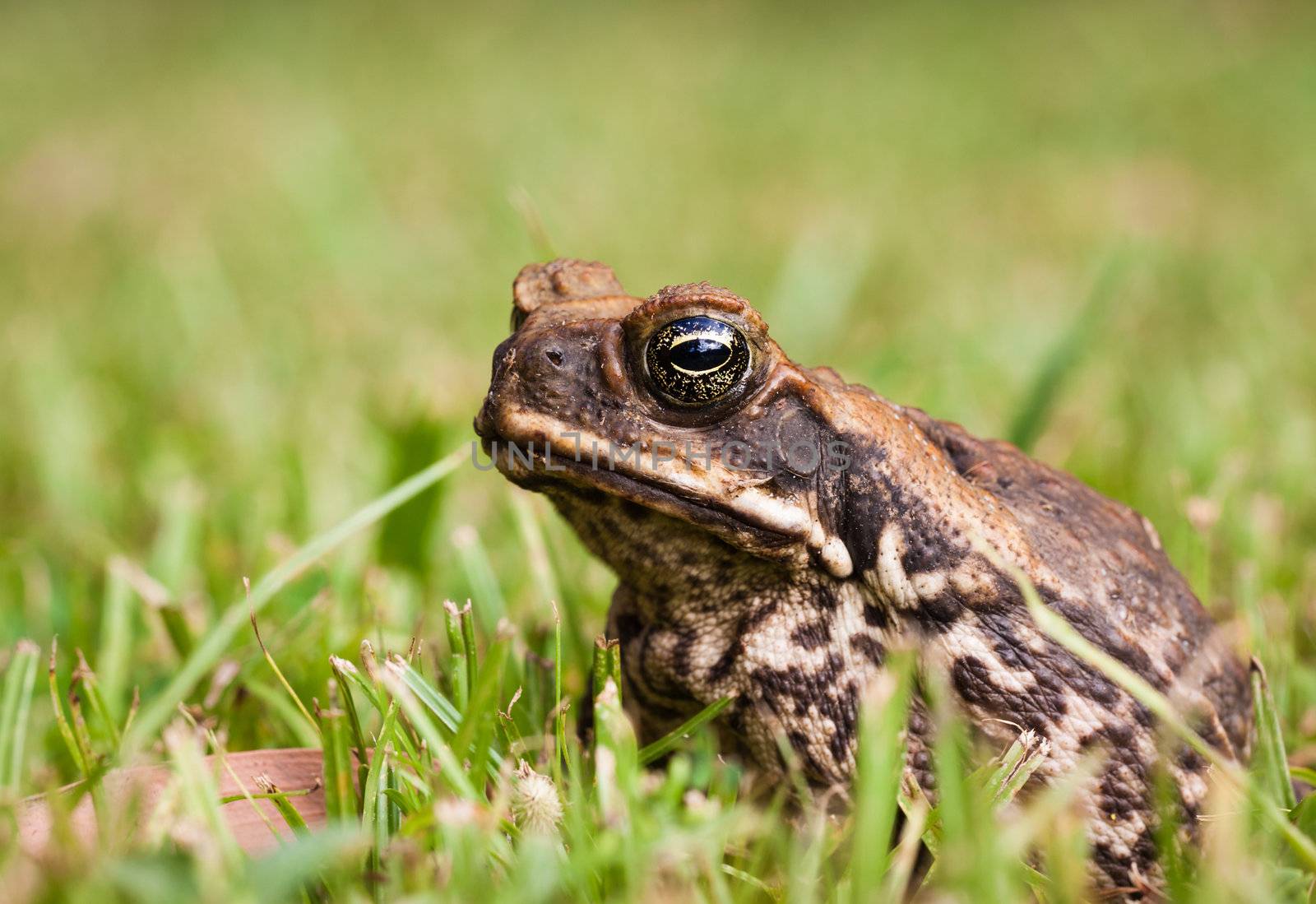 Close-up of a Cane toad in grass by Jaykayl