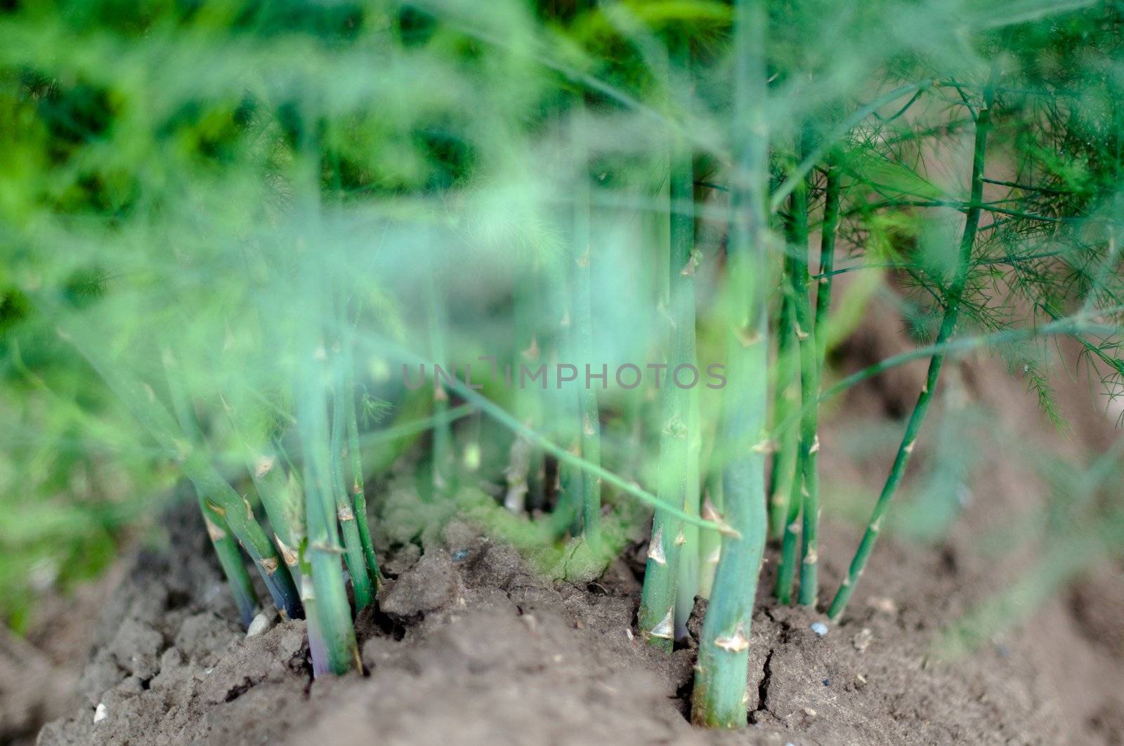 Blossoming Asparagus at a field in summer