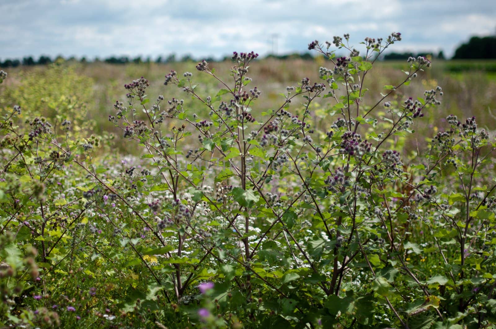 Vibrant field of wild flowers on a sunny day