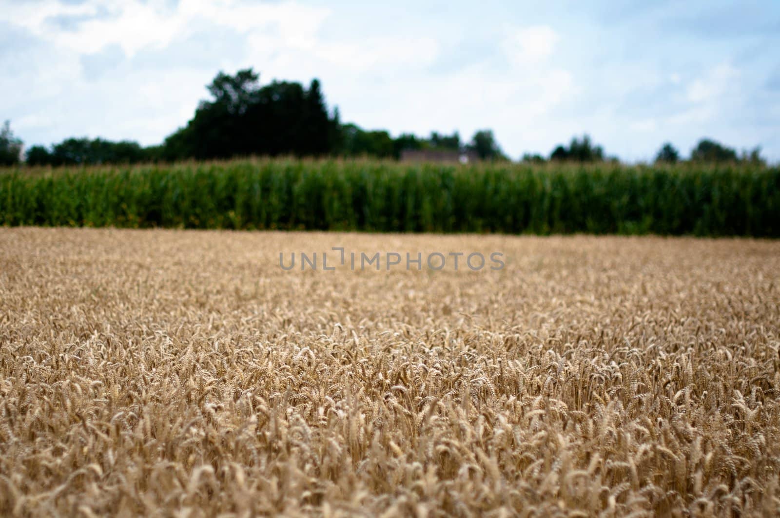 Agricultural landscape of corn and maize field