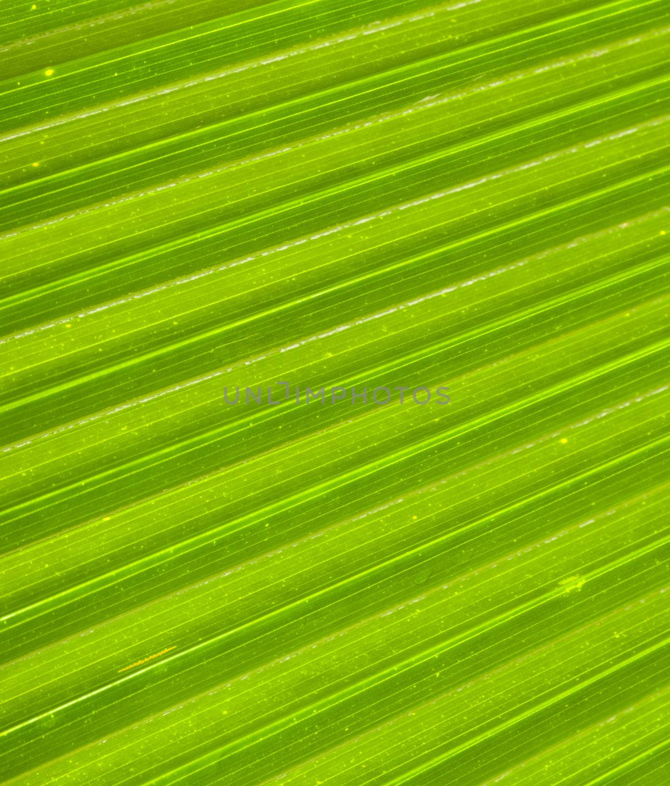 Macro of a green palm leaf with diagonal pattern and dew drops