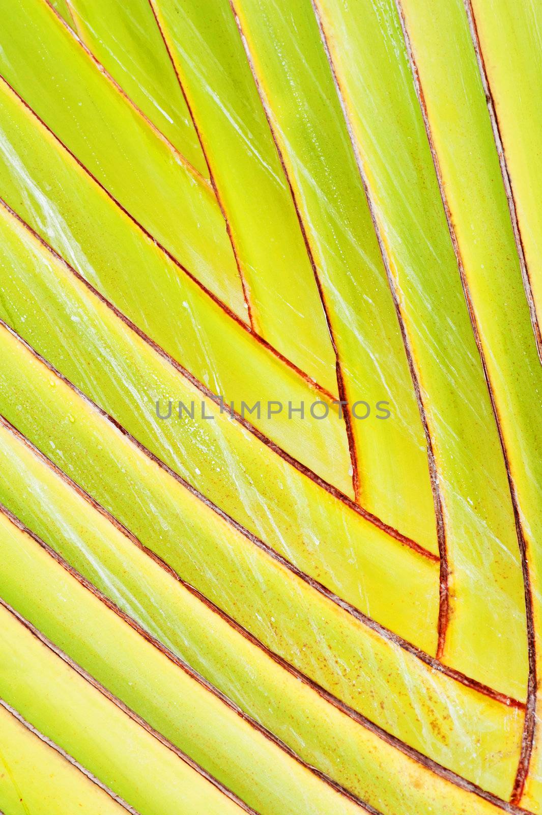 Detailed photo of a banana tree stem looks like a perfect puzzle of nature