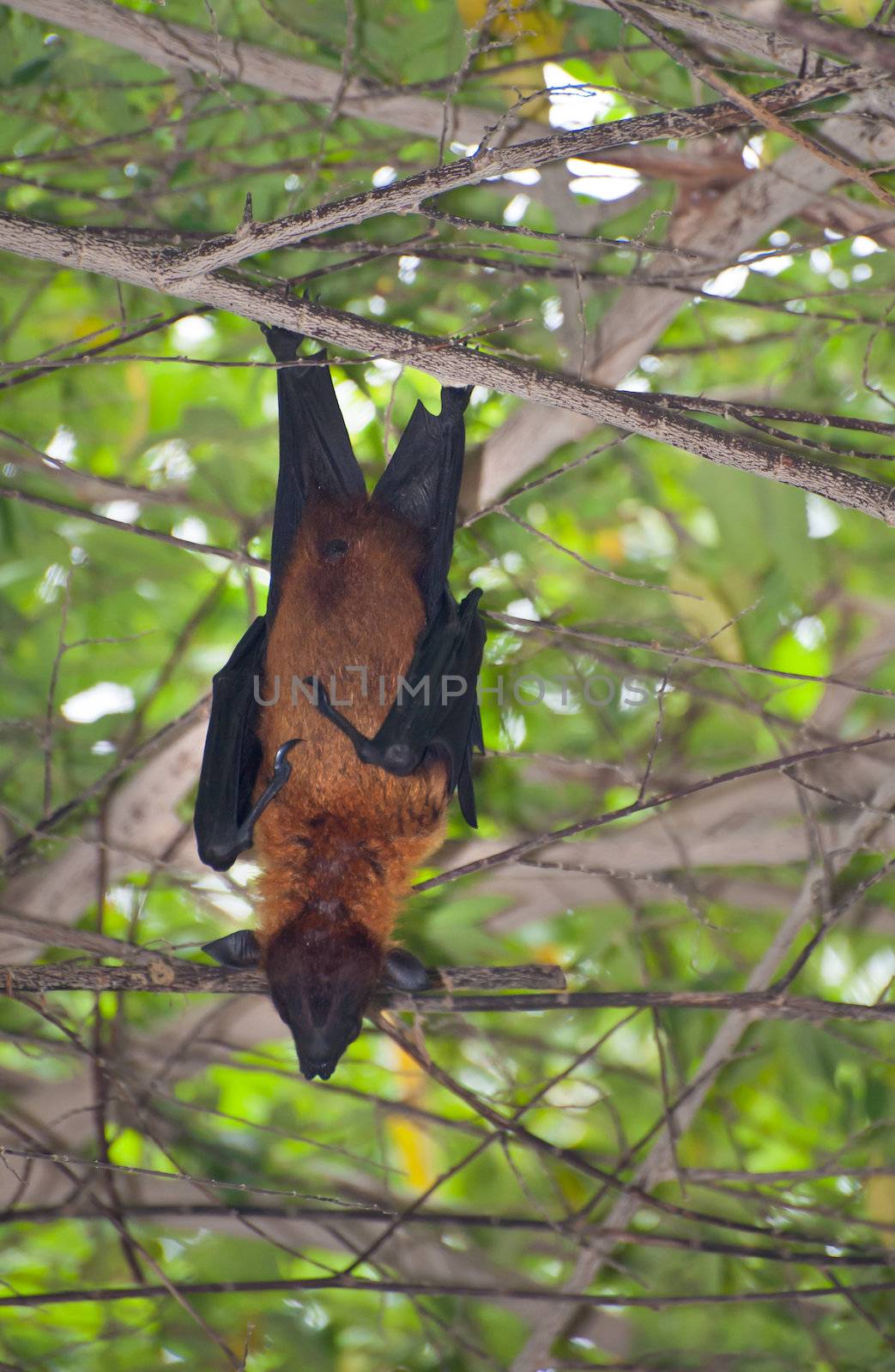Bat in a tree by fyletto
