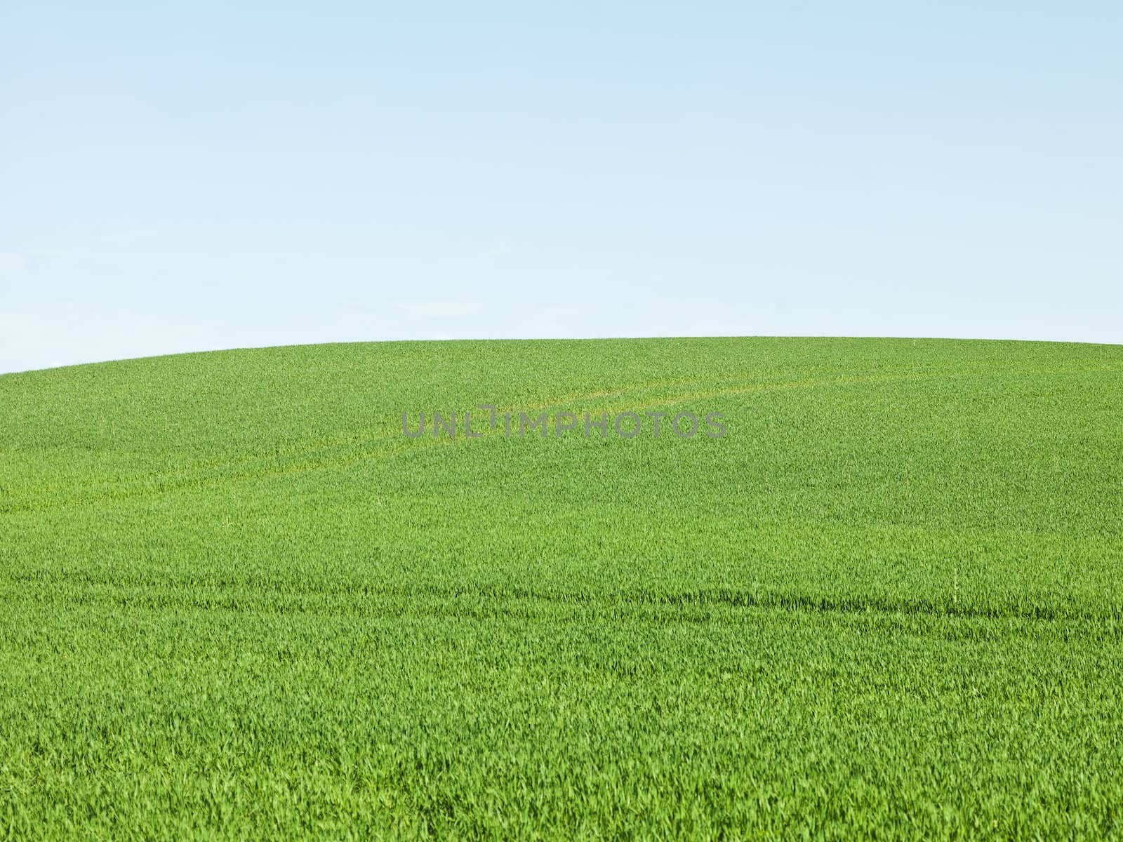 Green Field and blue sky on a summer day