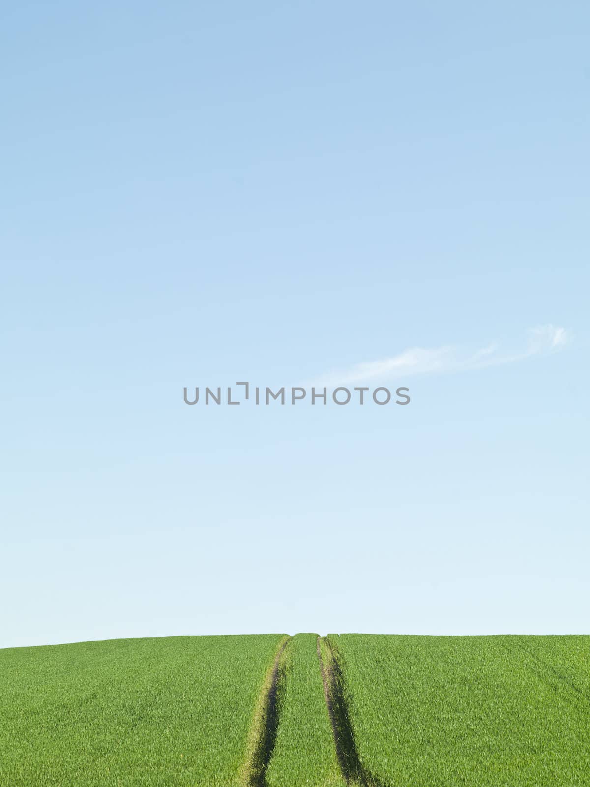 Green Field and blue sky on a summer day