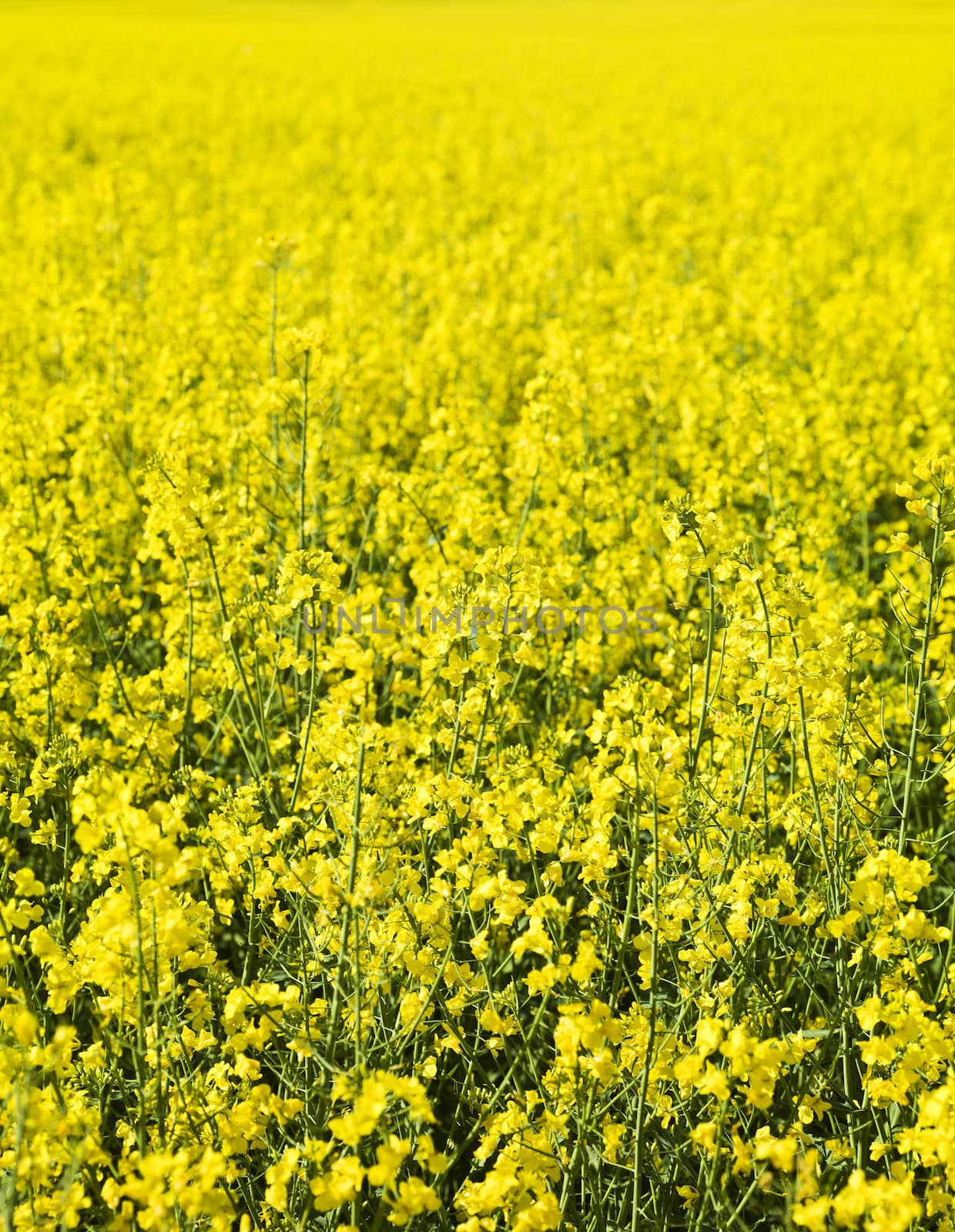 Full Frame of Oilseed Rape