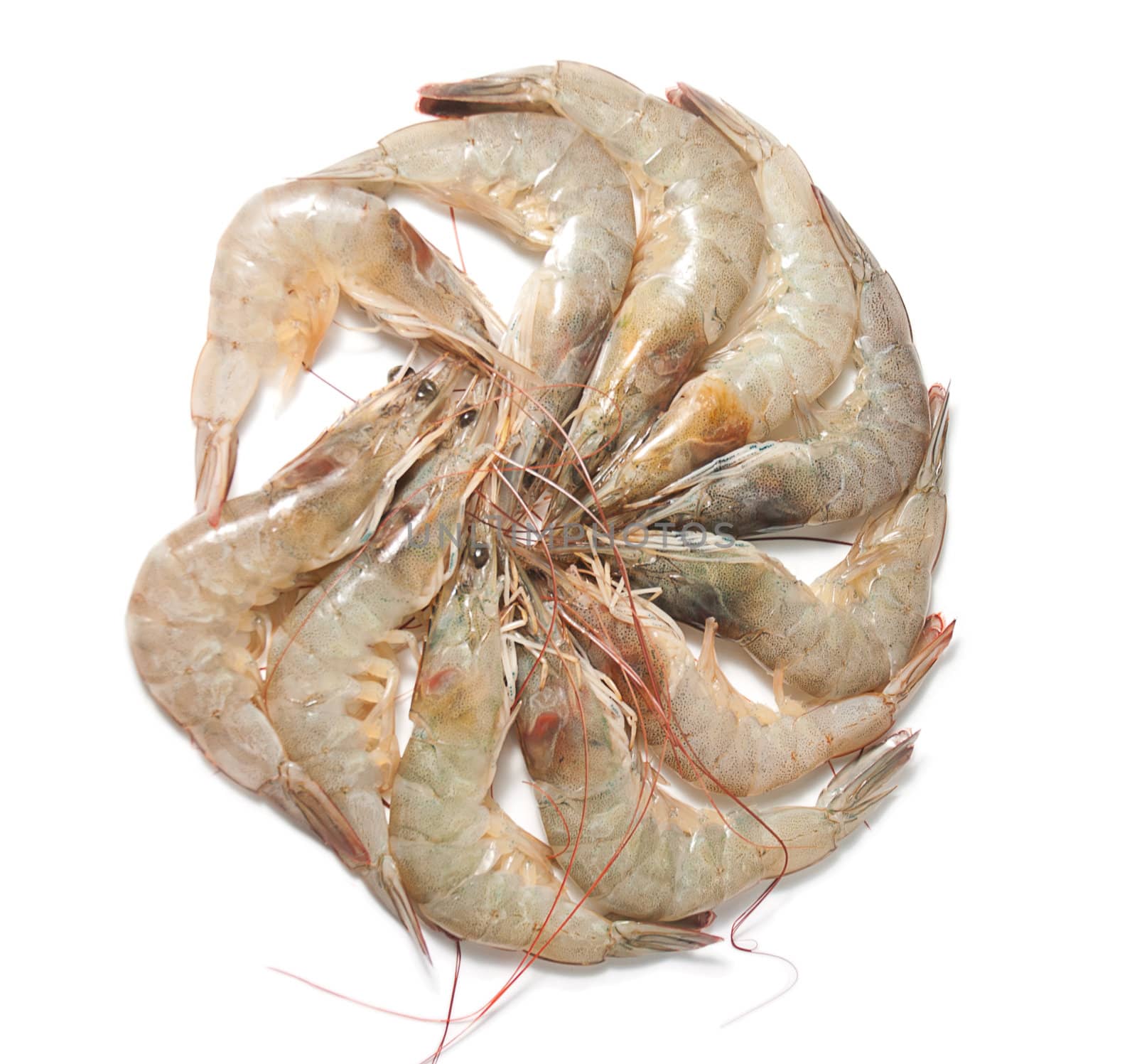 Group of shrimp isolated on white background