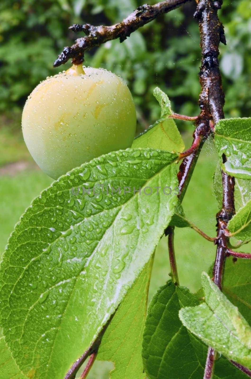 Sinle yellow plum on the tree.