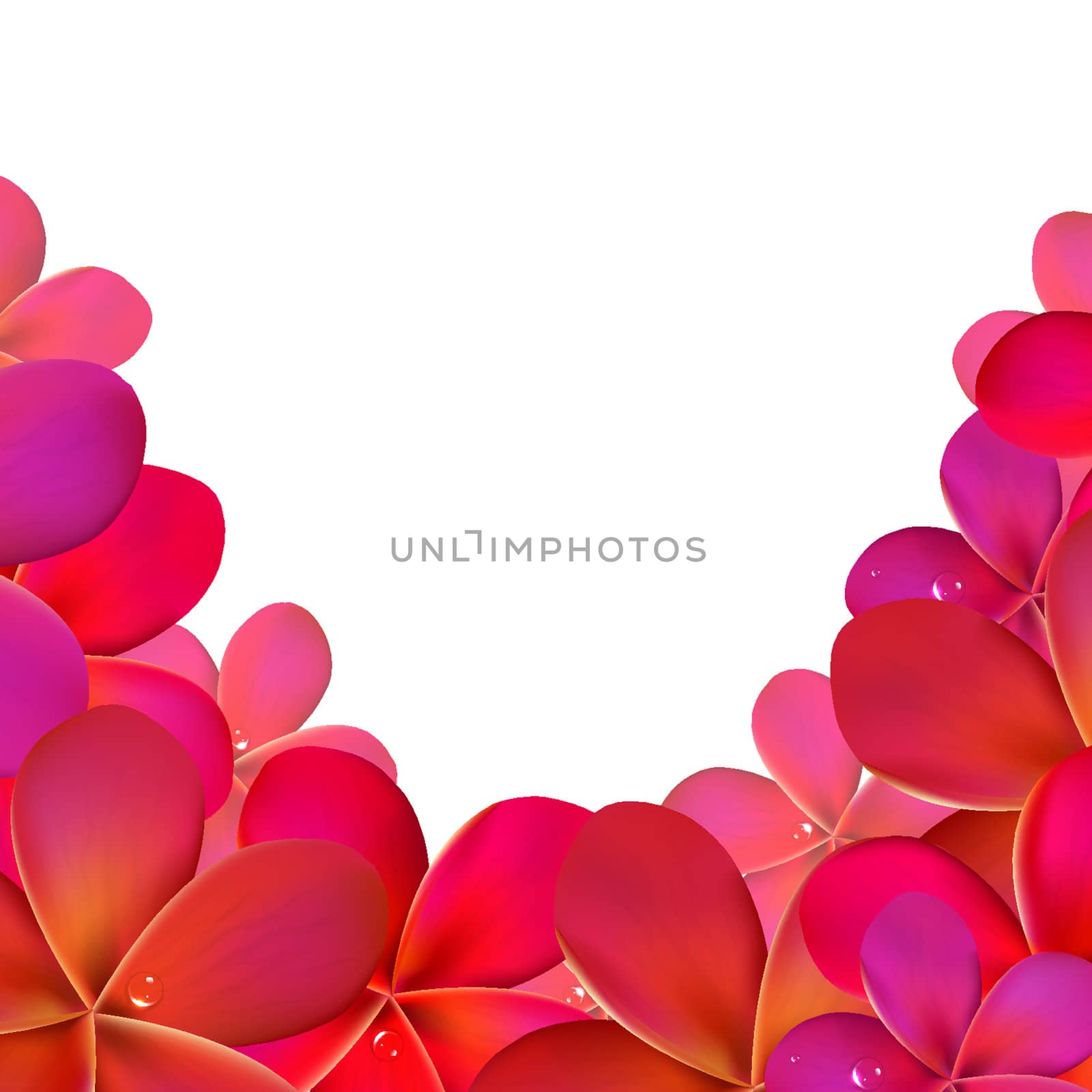 Pink Frangipani Frame, Isolated On White Background, Vector Illustration