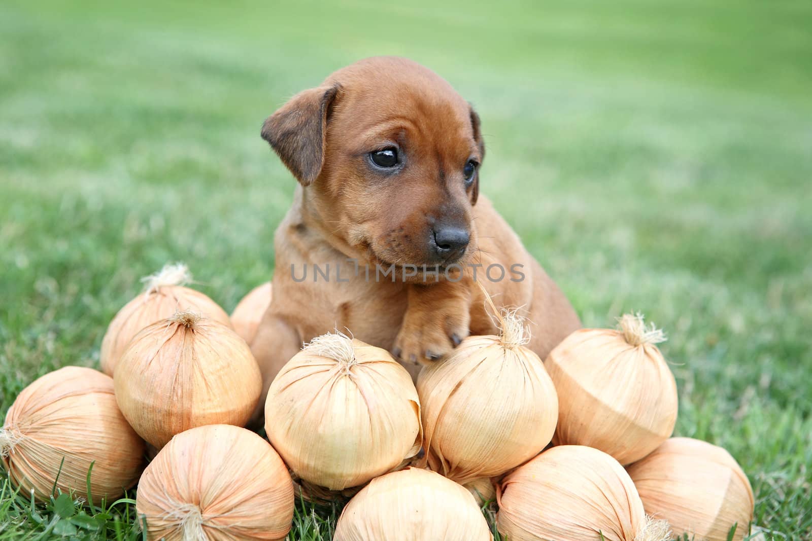 The Miniature Pinscher puppy, 1 months old