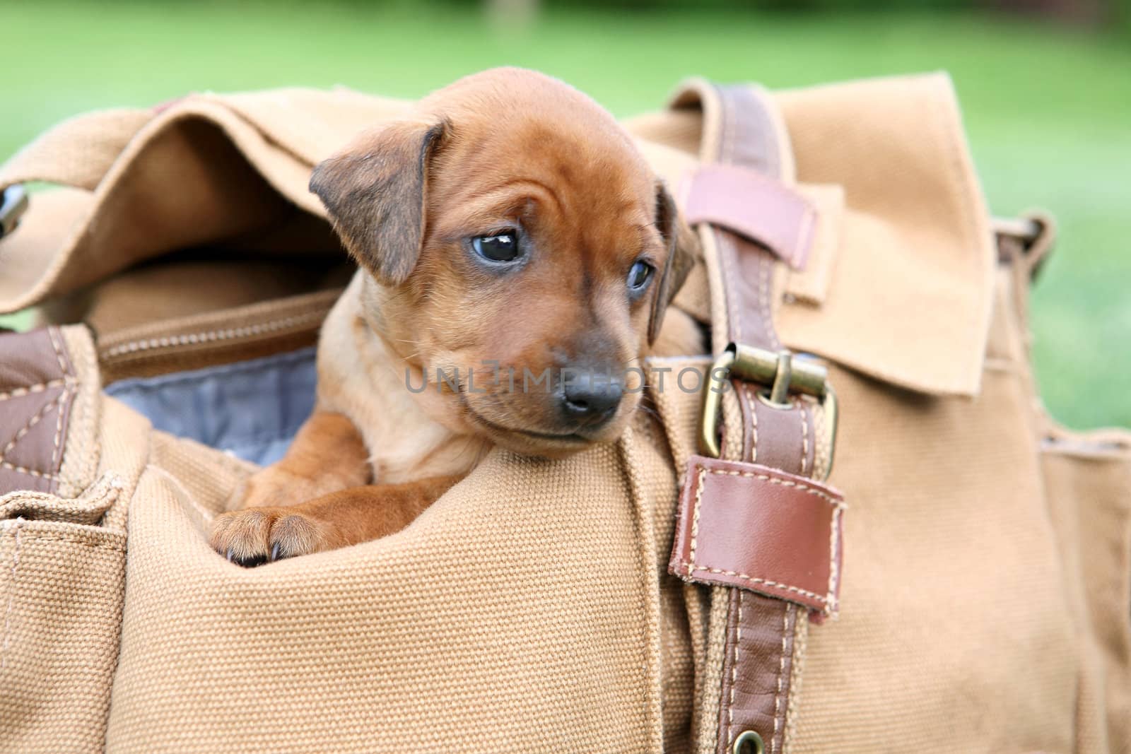 The Miniature Pinscher puppy, 1 months old