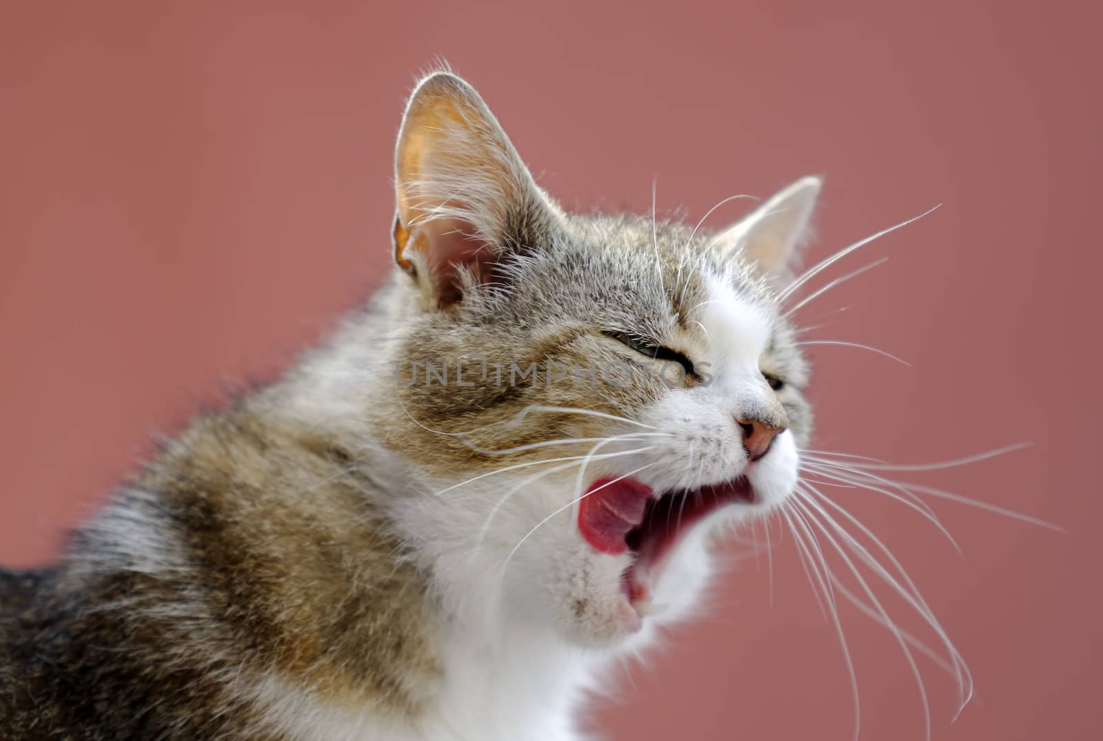 Yawning cat. by gufoto