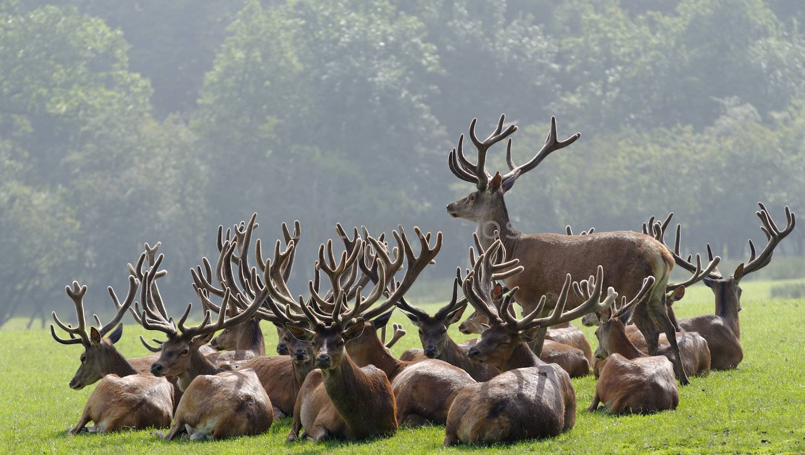a herd of deer
