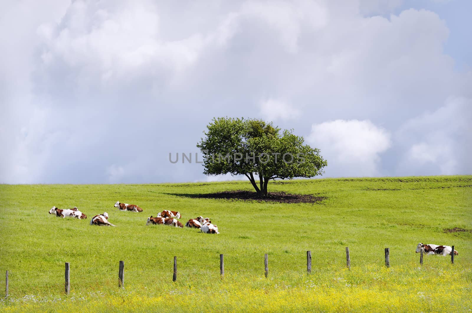 a herd of cow resting in a pasture