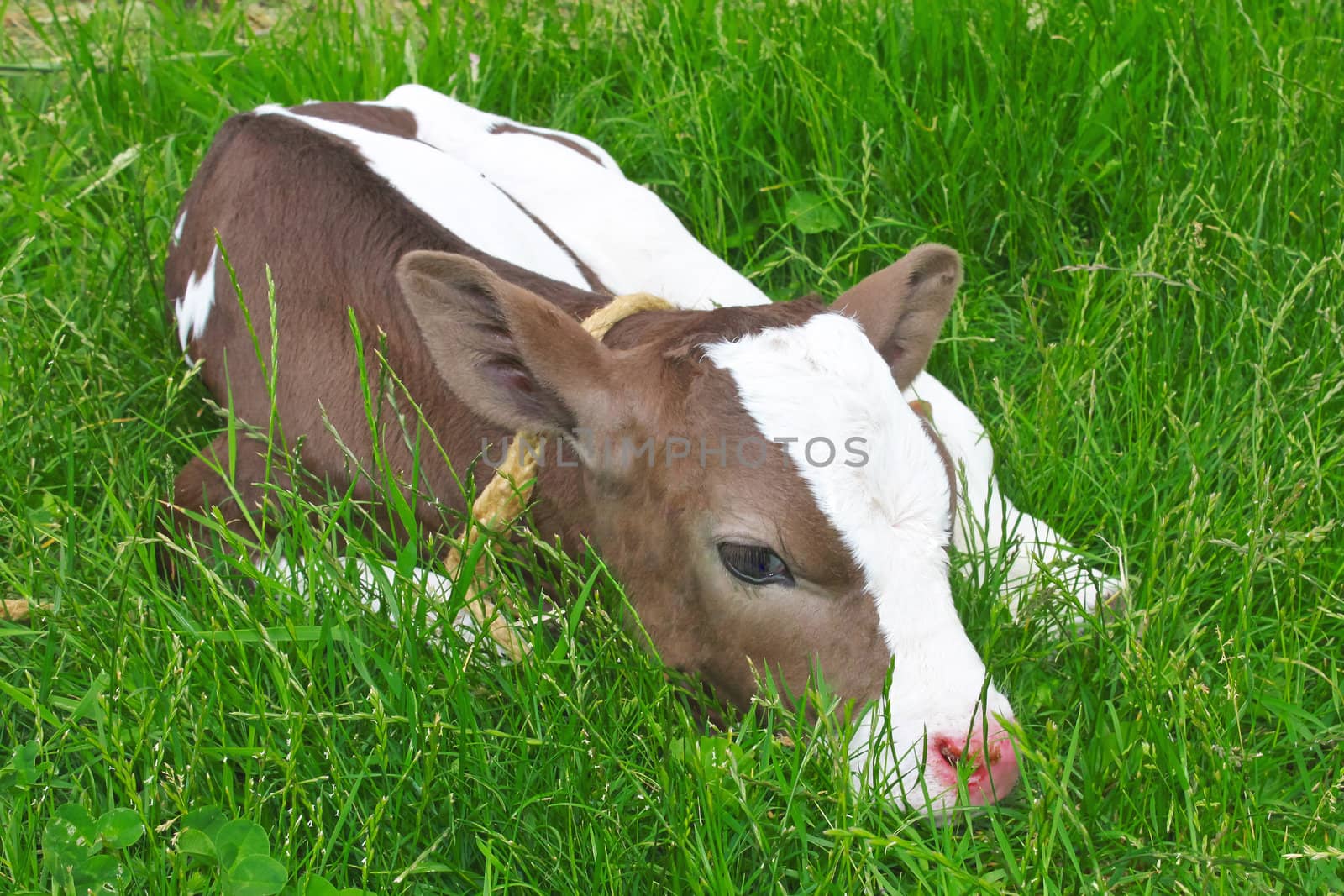 Calf in spring lying on green grass.  by NickNick