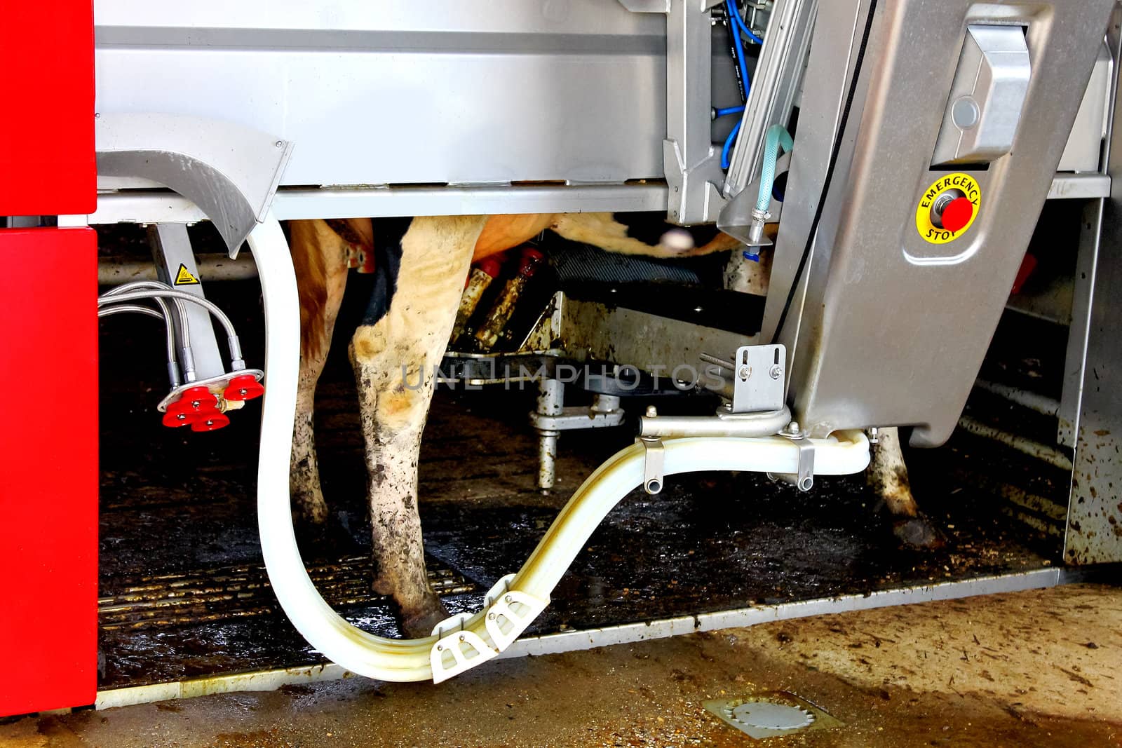 Cow in a computerized milking machine. Dutch farm