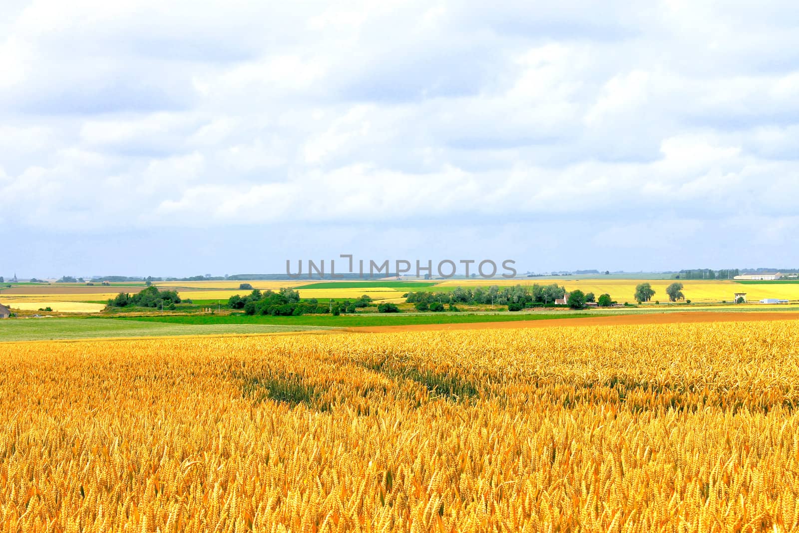 Field of ripe wheat on  hot summer day by NickNick