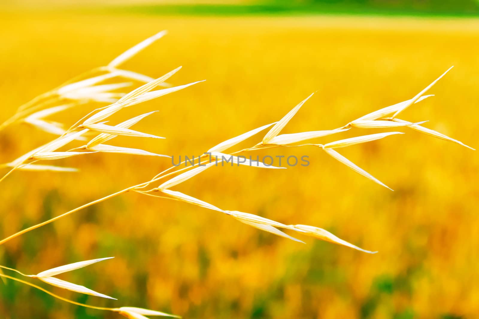 Stem of dry grass on a golden meadow by NickNick
