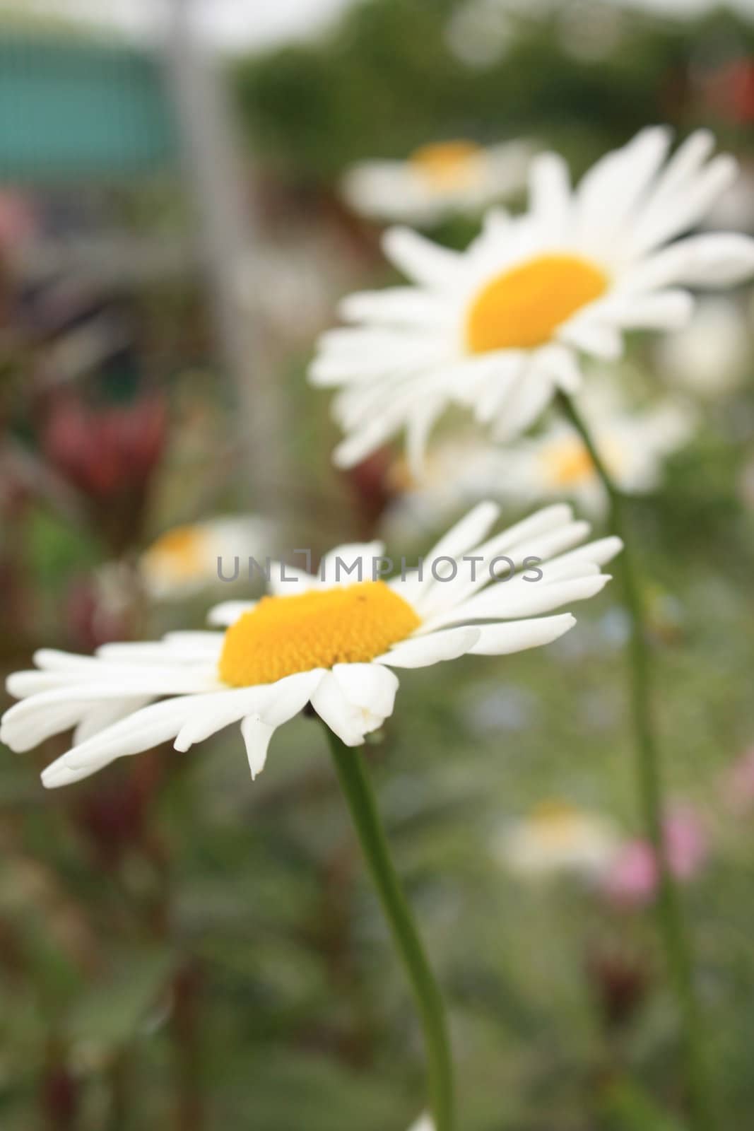 The white flower in the garden