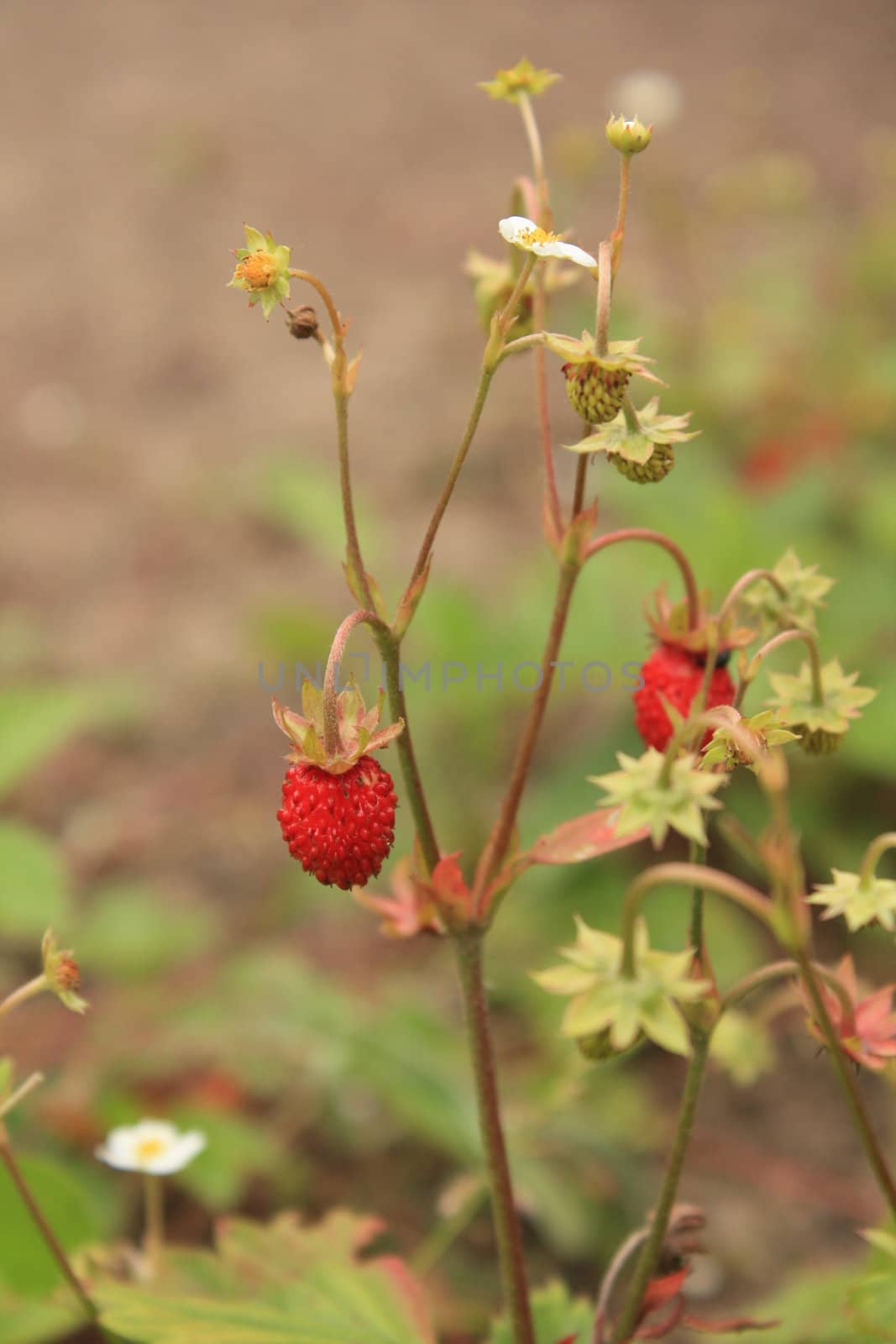 Wild strawberry by 0ai0