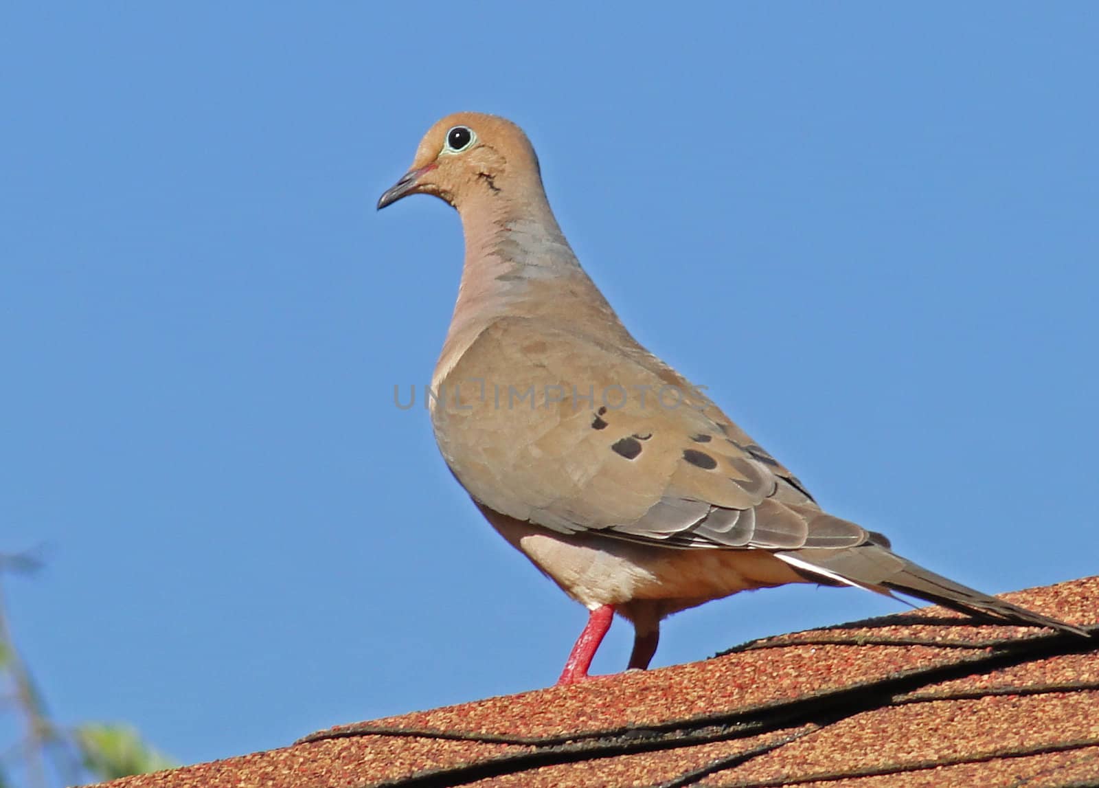 Morning Dove perched on rooftop