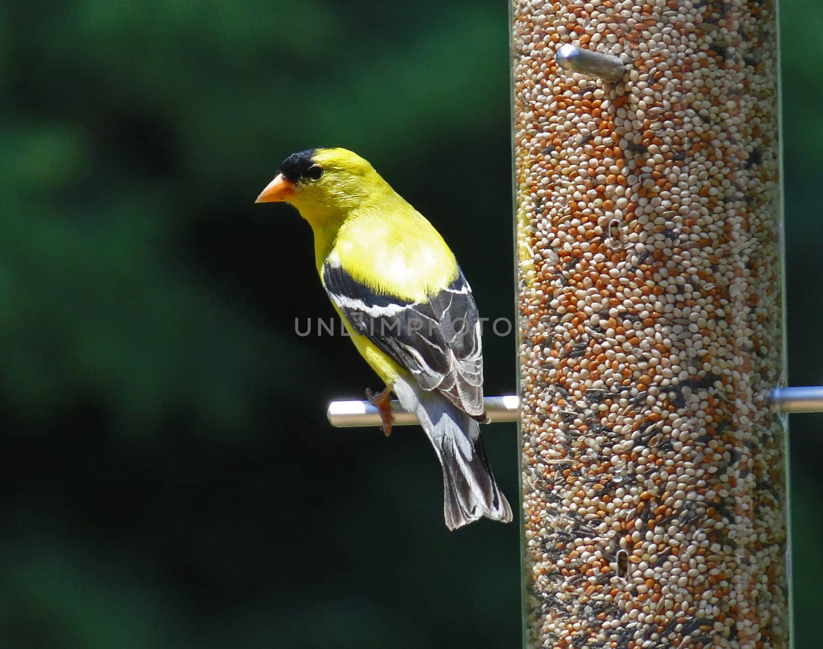 Male Gold Finch looking away on feeder