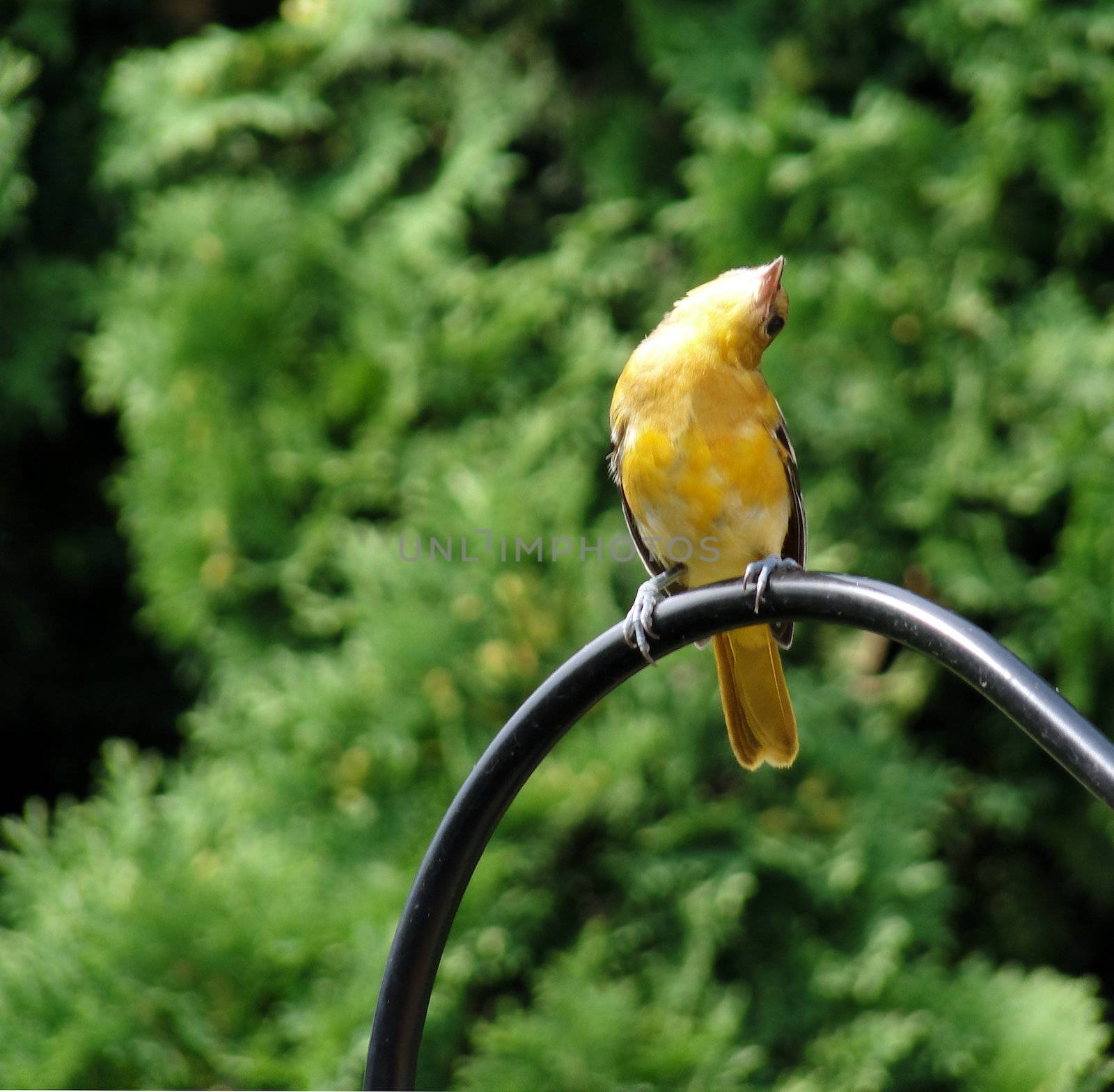 Female baltimore oriole stretching and looking up