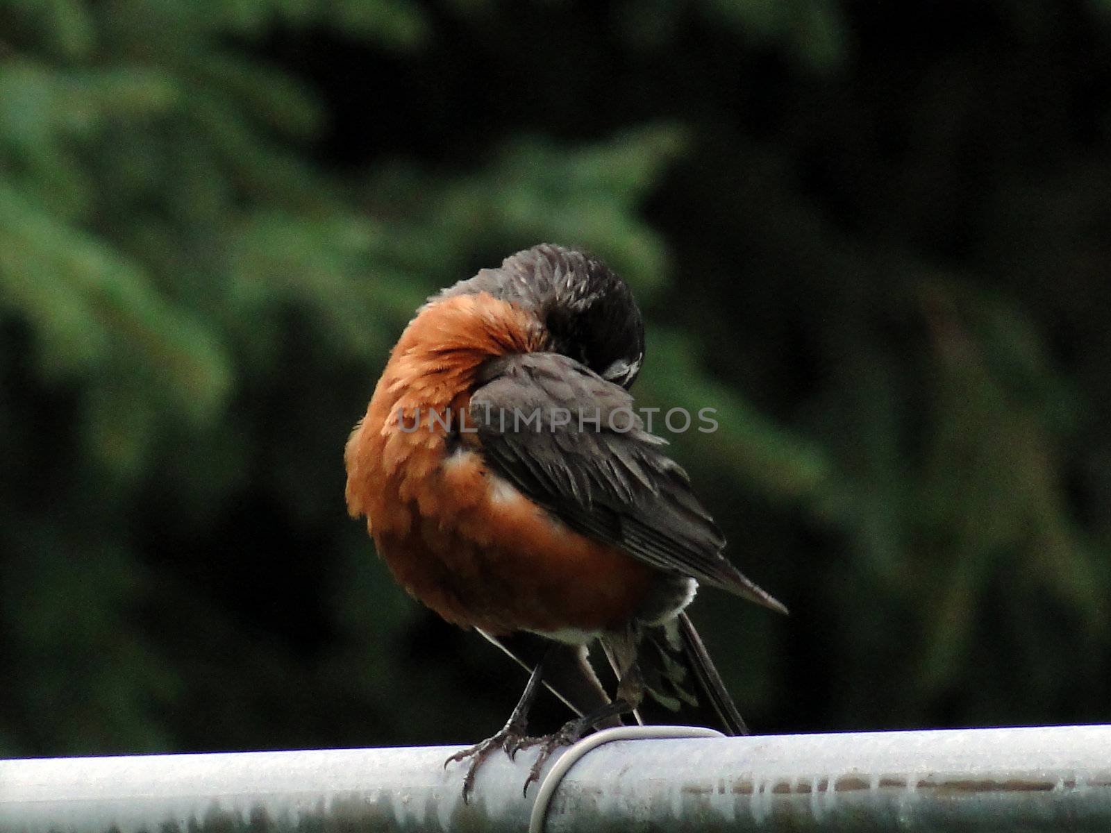 American robin scratching on fench