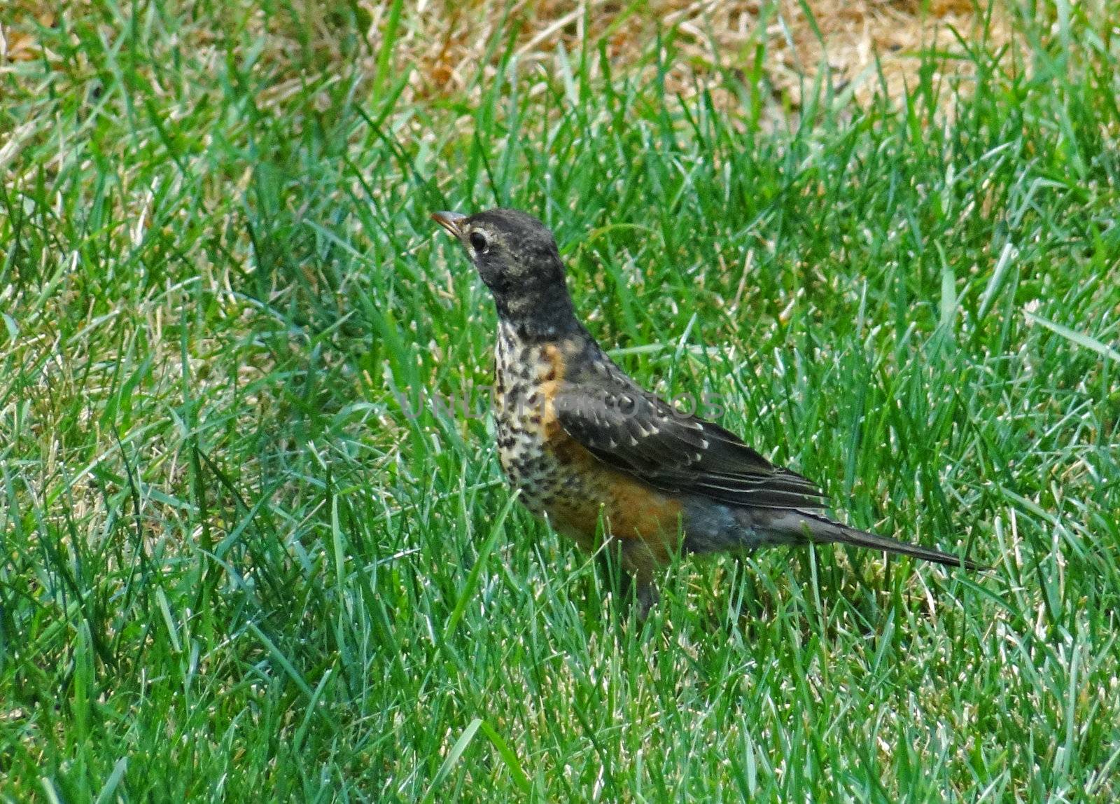 Young American Robin walking in grass