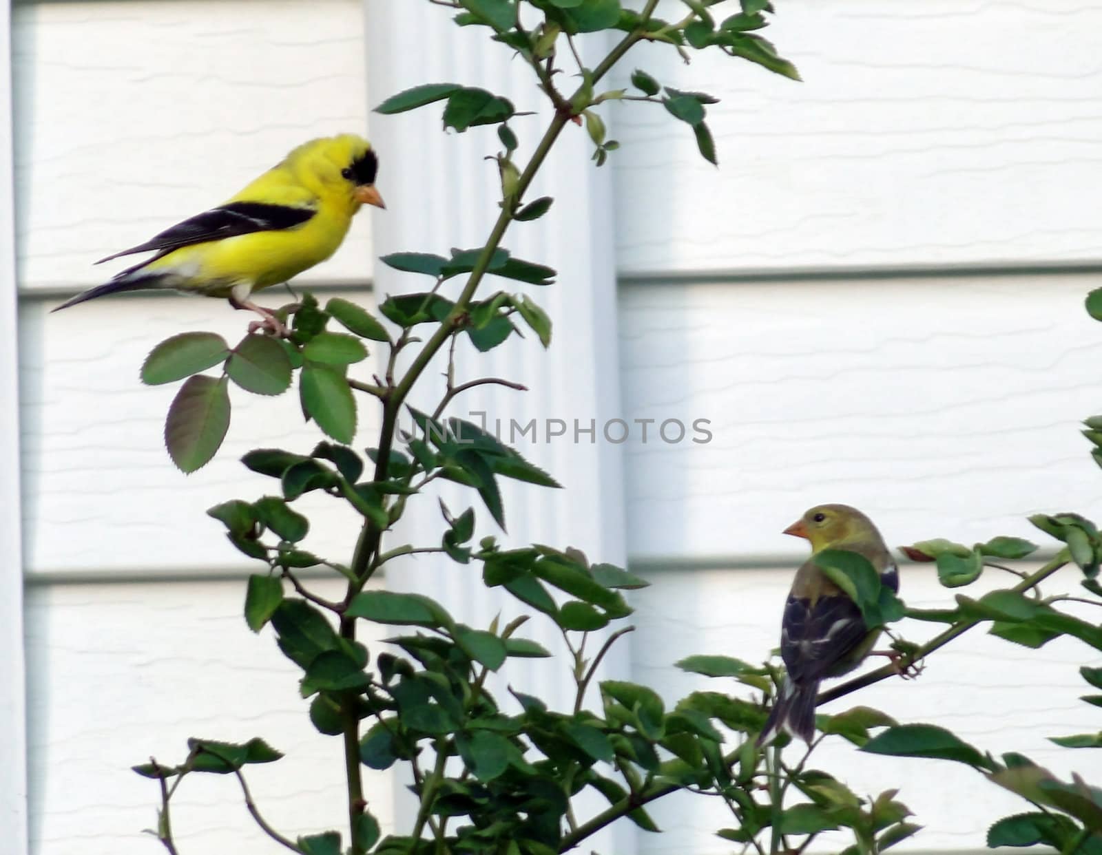 Male and female gold finch perched in rose bush looking at each other