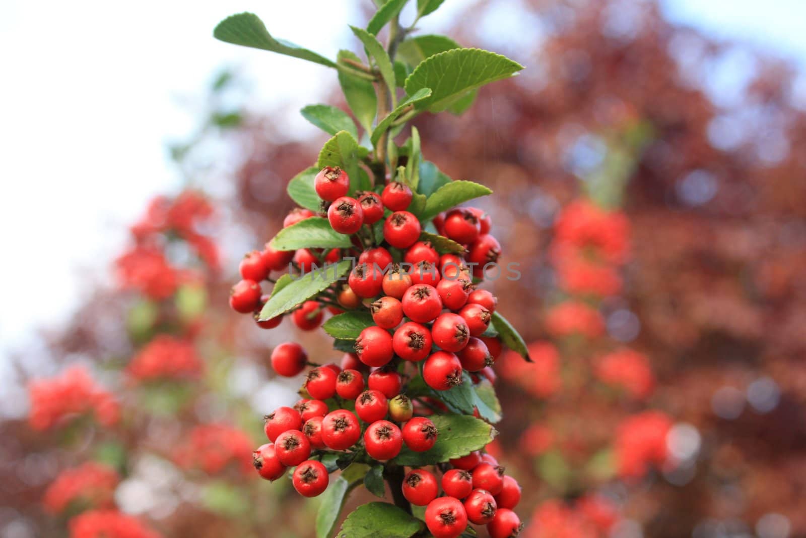 The red rowan in the garden