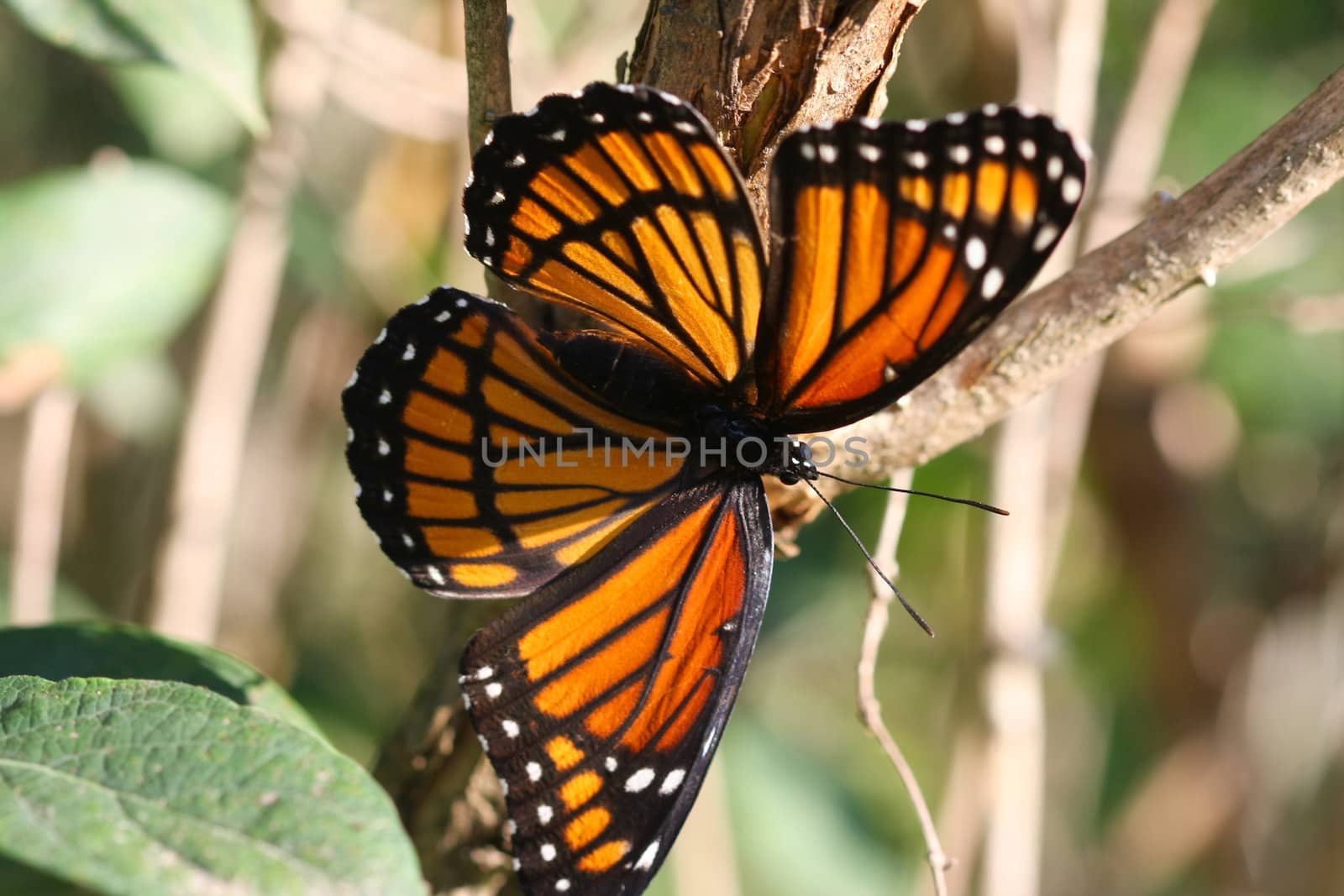 Viceroy Butterfly Limenitis archippus in late afternoon sun
