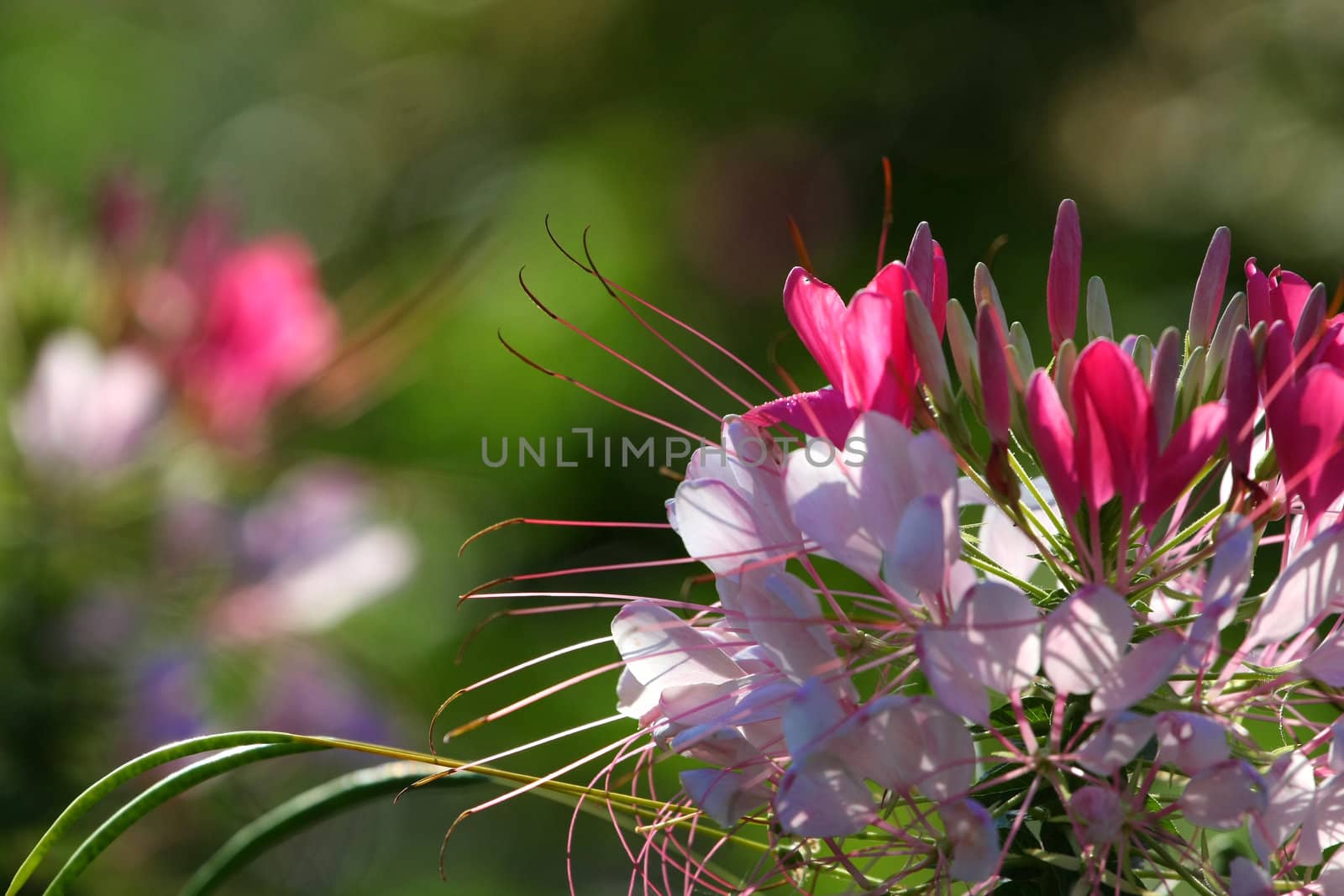 Cleome or Spider Flower in late afternoon sun